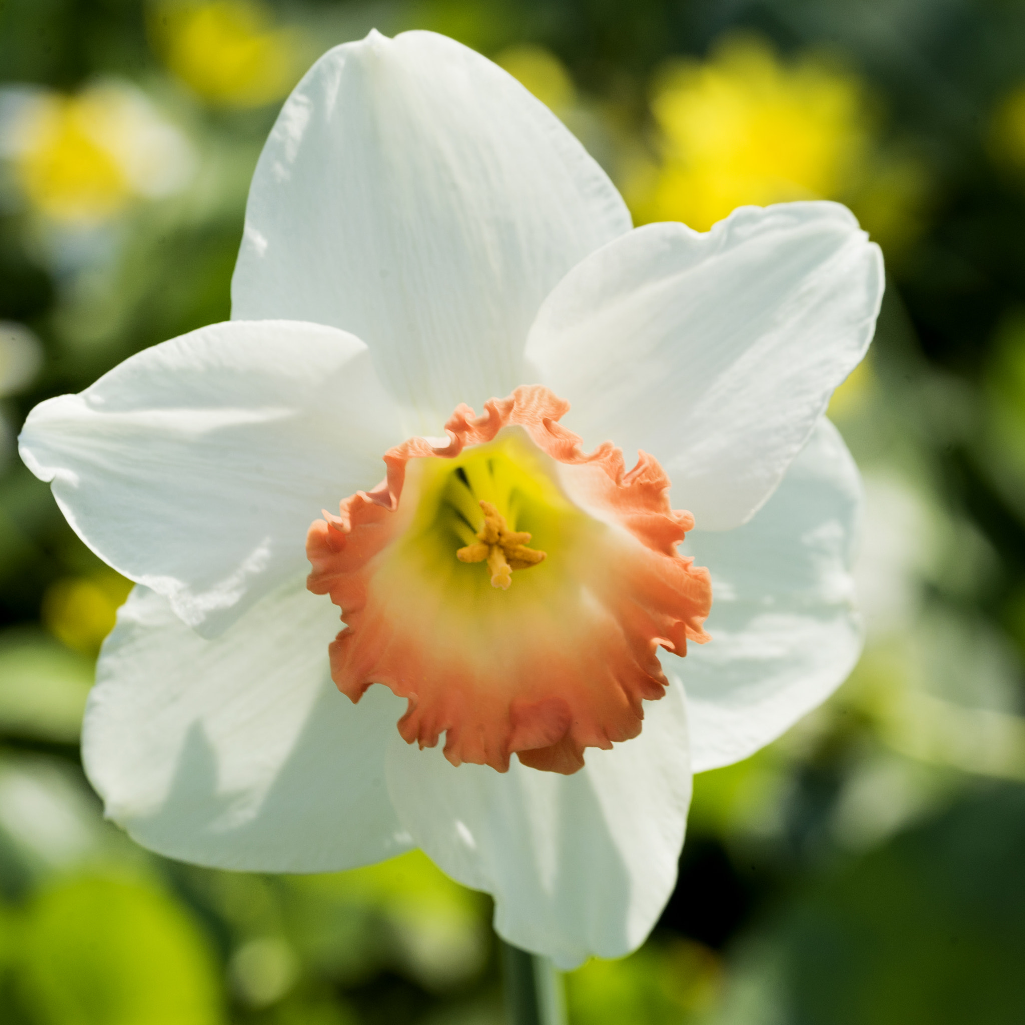 Sony a7 II + Sony FE 90mm F2.8 Macro G OSS sample photo. Dsc photography