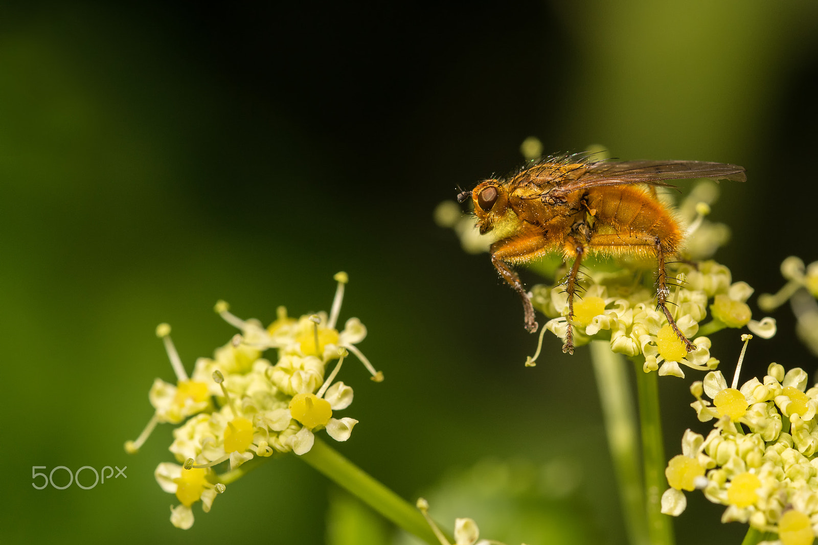 Sigma 105mm F2.8 EX DG OS HSM sample photo. Once again in spring ... scathophaga stercoraria photography