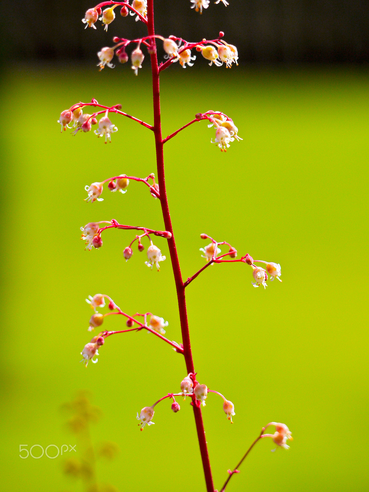 Panasonic Lumix G Vario 45-200mm F4-5.6 OIS sample photo. Pink green photography