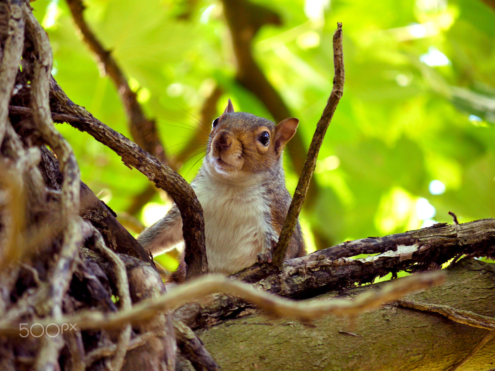 Panasonic Lumix DMC-G1 + Panasonic Lumix G Vario 45-200mm F4-5.6 OIS sample photo. Squirrel photography