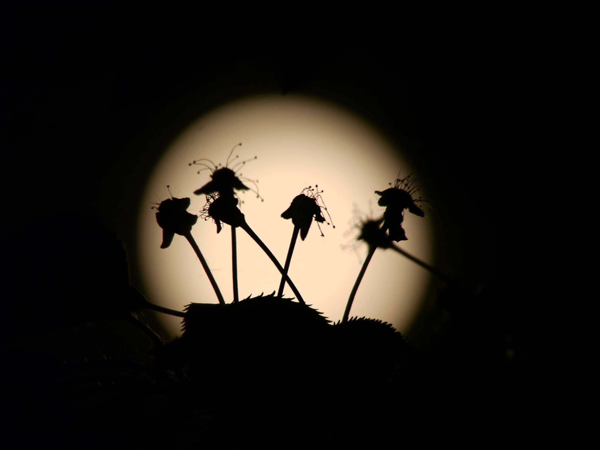 Panasonic Lumix DMC-GH1 sample photo. Cherry blossom&full moon photography
