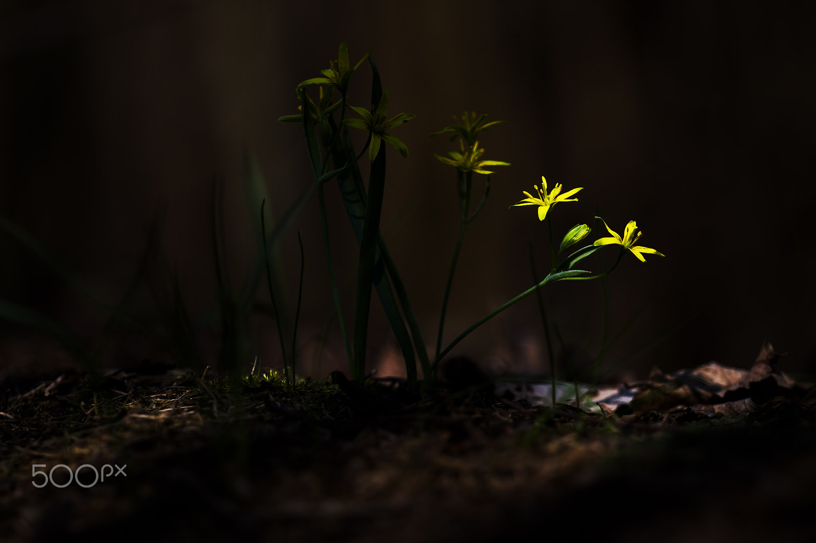 Canon EOS 700D (EOS Rebel T5i / EOS Kiss X7i) + Canon EF 70-200mm F4L USM sample photo. Yellow star-of-bethlehem photography