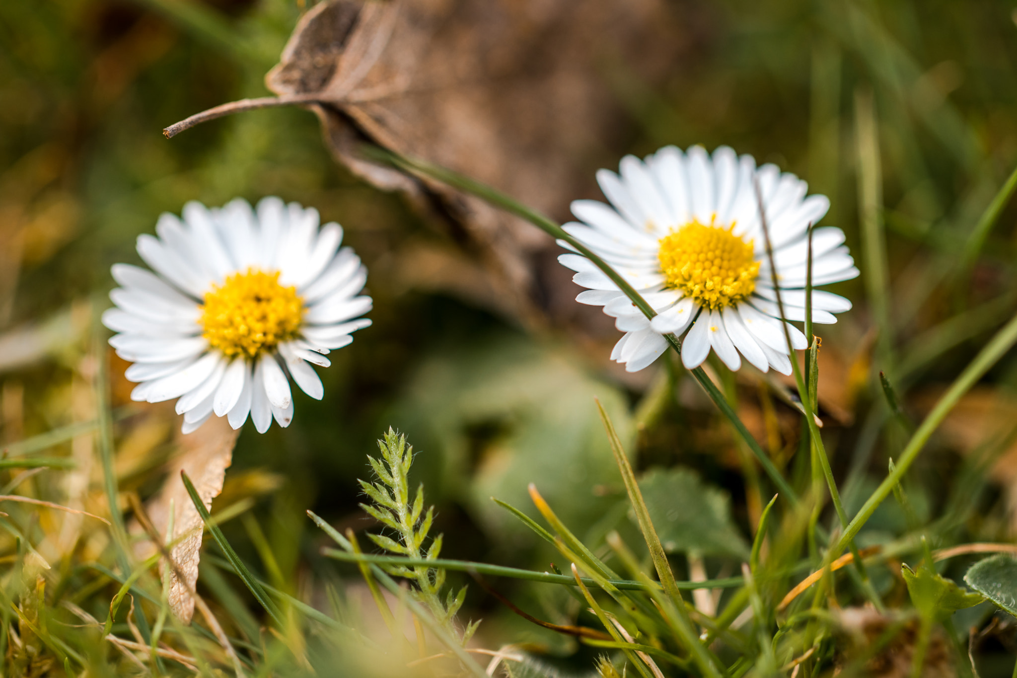 Canon EF 100mm F2.8L Macro IS USM sample photo. Img photography