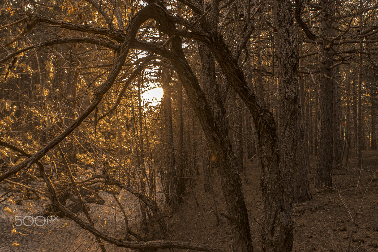 Nikon D750 sample photo. Etna monte serra photography