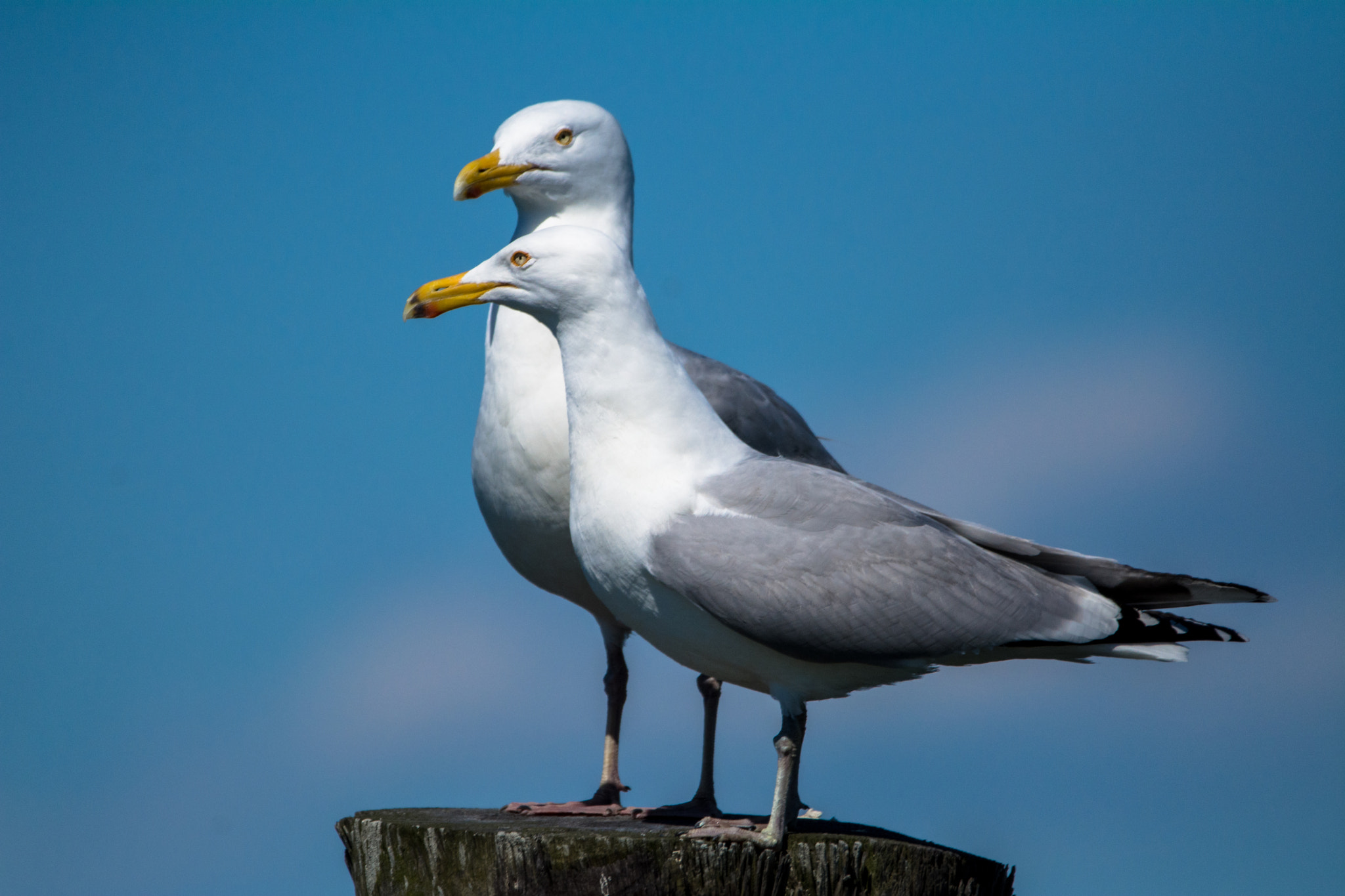 Sigma 150-600mm F5-6.3 DG OS HSM | C sample photo. Best buds photography