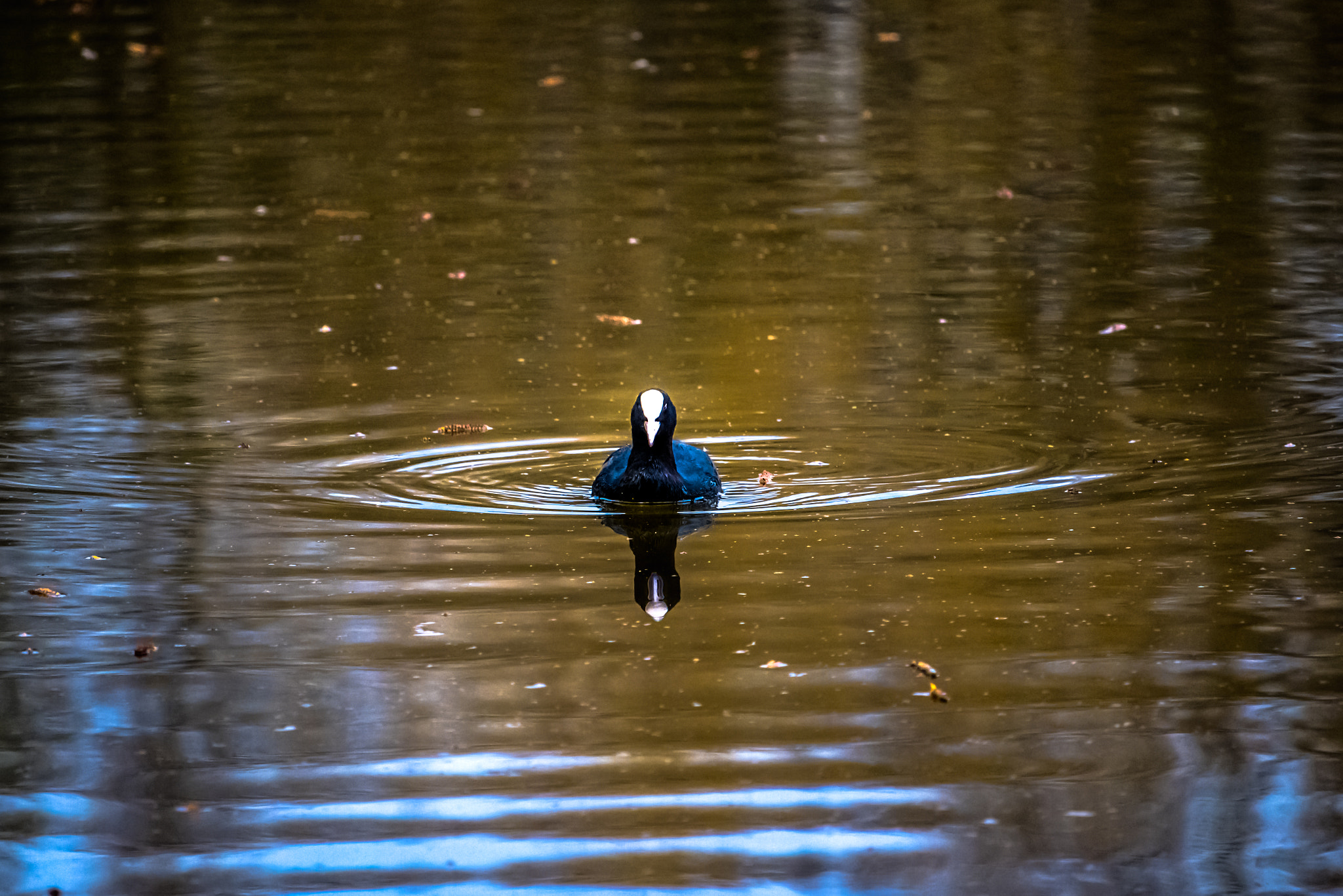 Canon EF-S 55-250mm F4-5.6 IS STM sample photo. Img photography