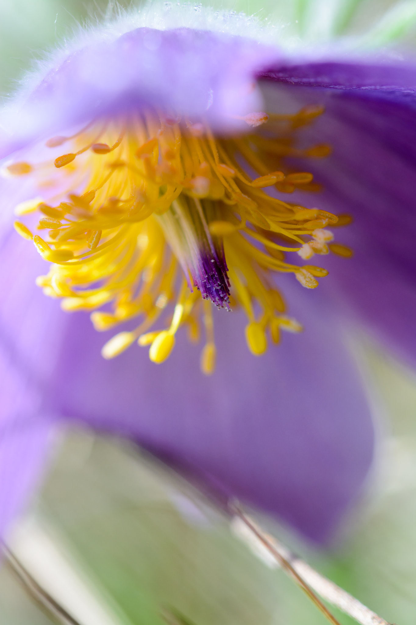 Sigma 105mm F2.8 EX DG OS HSM sample photo. Pulsatilla photography