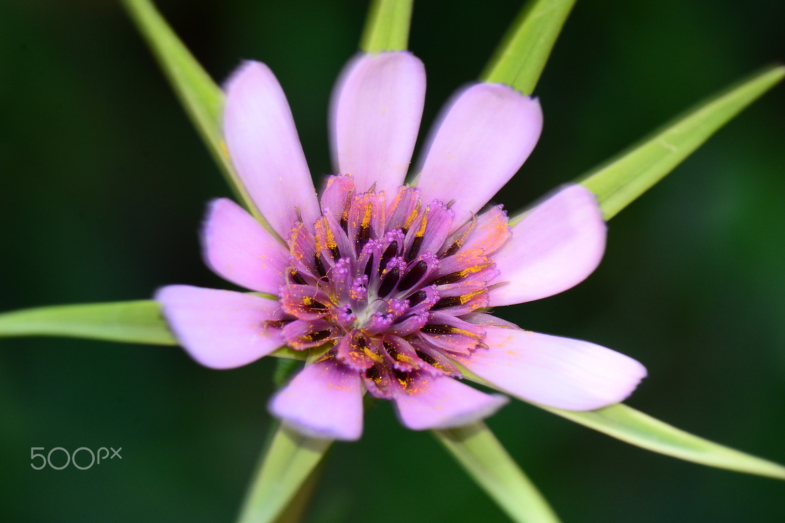 Nikon AF-S Micro-Nikkor 105mm F2.8G IF-ED VR sample photo