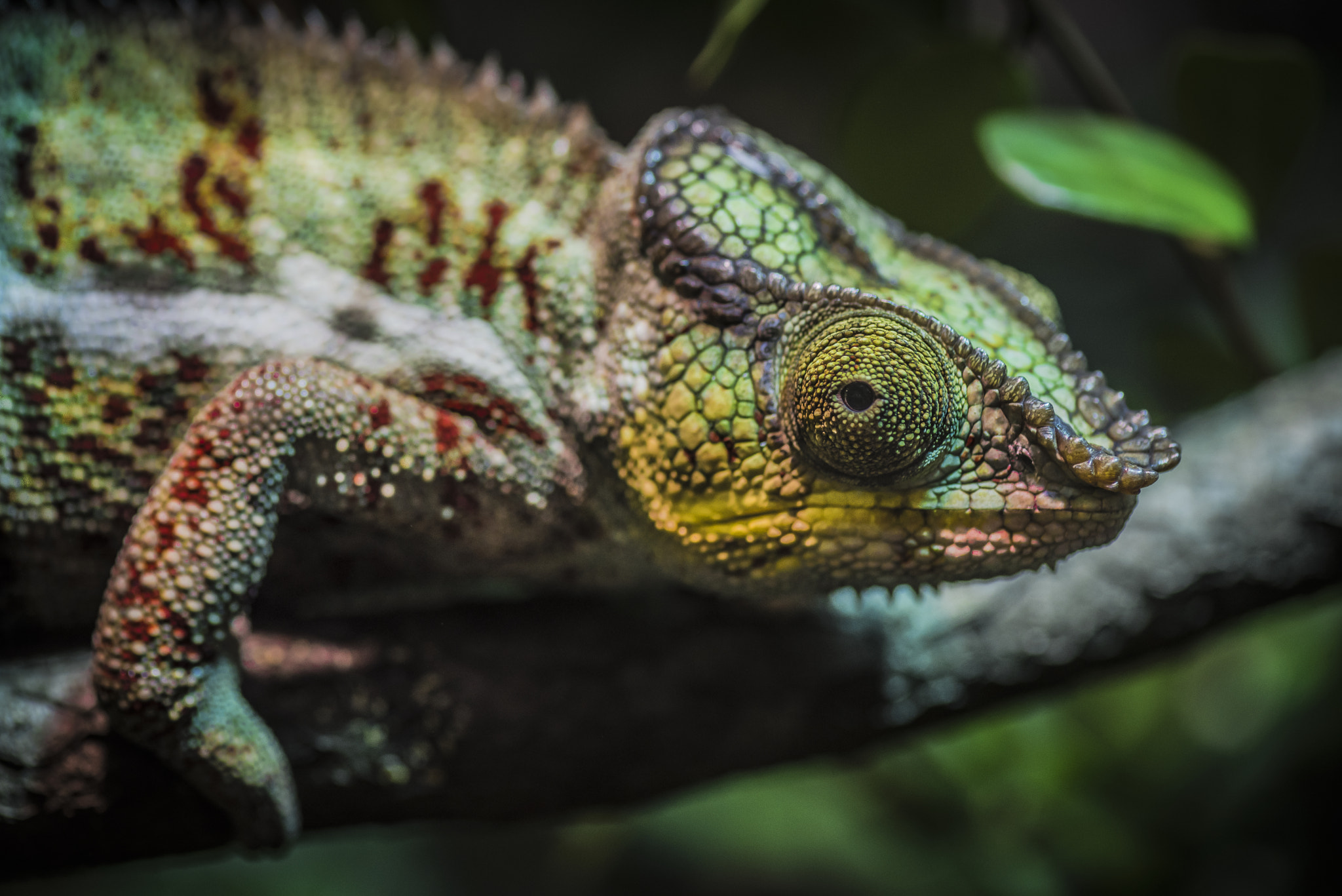 Nikon AF-S Micro-Nikkor 105mm F2.8G IF-ED VR sample photo. Rainbow chameleon photography