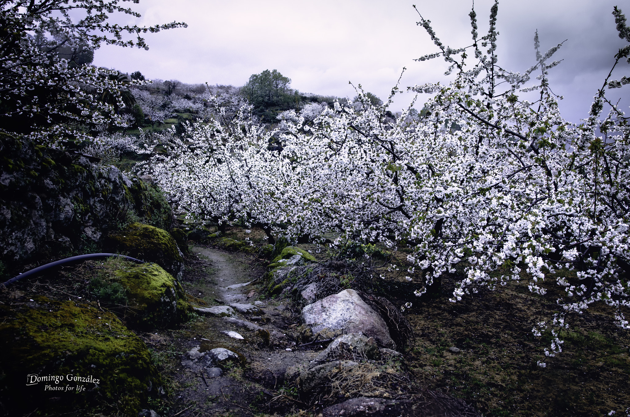 Nikon D7000 sample photo. Vereda de las flores photography