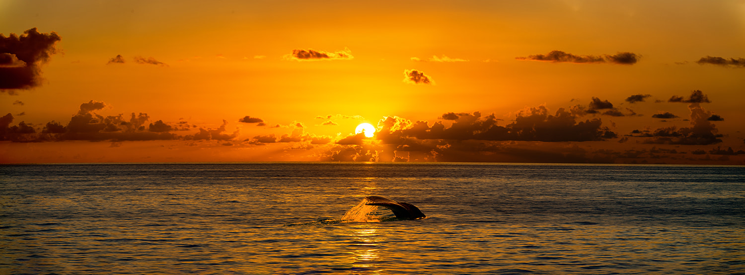 Nikon D800 sample photo. Sunset with whale photography
