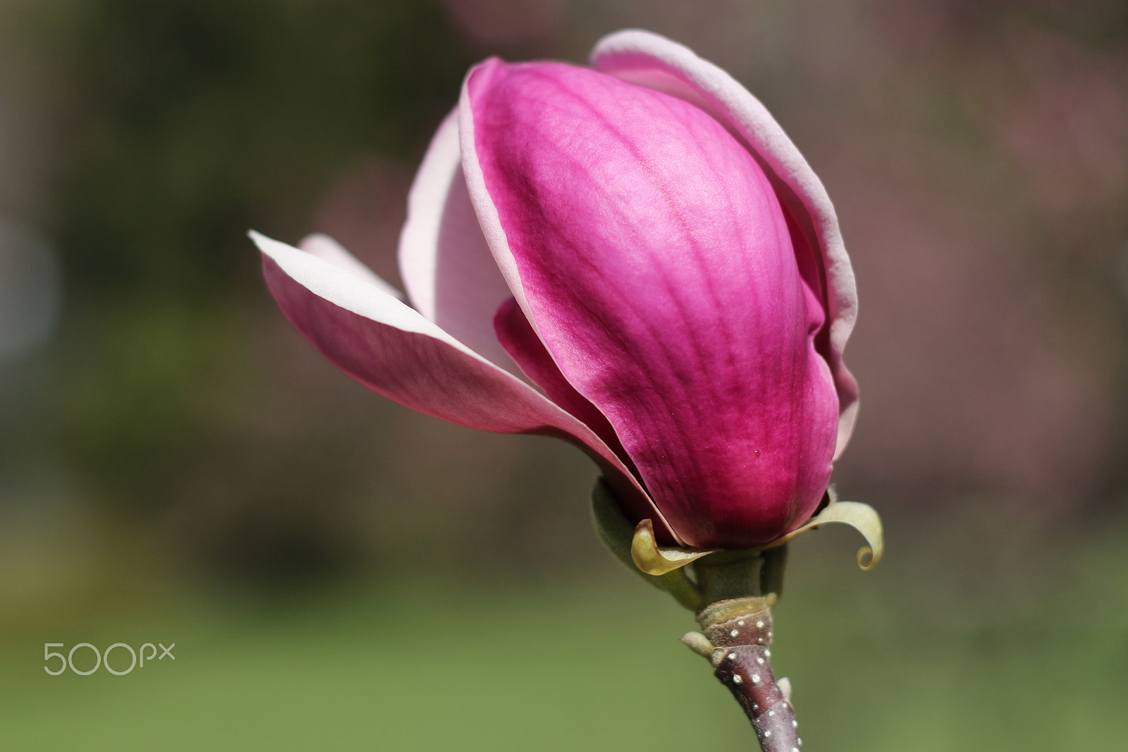 Canon EOS 700D (EOS Rebel T5i / EOS Kiss X7i) + Canon EF 50mm F1.8 II sample photo. Magnolia in the garden photography