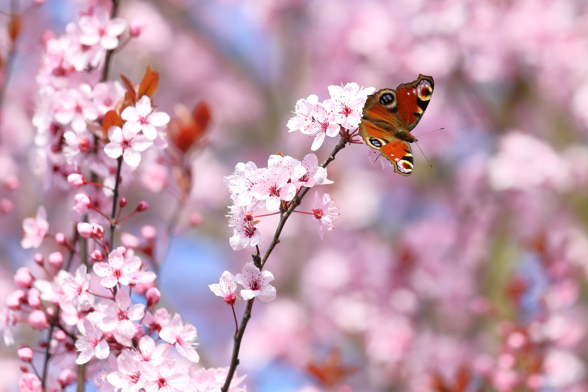 Canon EOS 6D + Canon EF 70-200mm F4L IS USM sample photo. Peacock butterfly sitting in a cherry plum (prunus cerasifera) photography