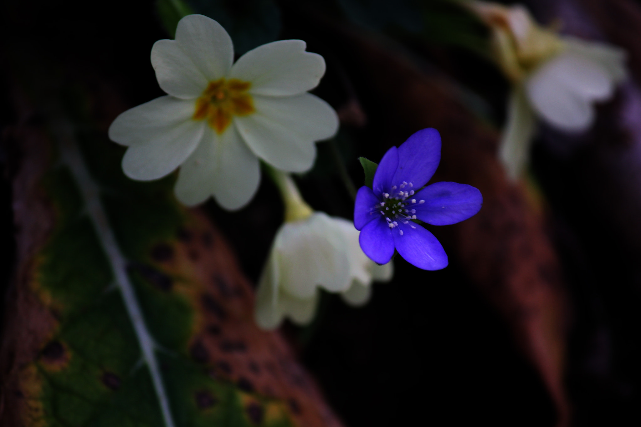 Canon EF-S 55-250mm F4-5.6 IS sample photo. Flowers photography