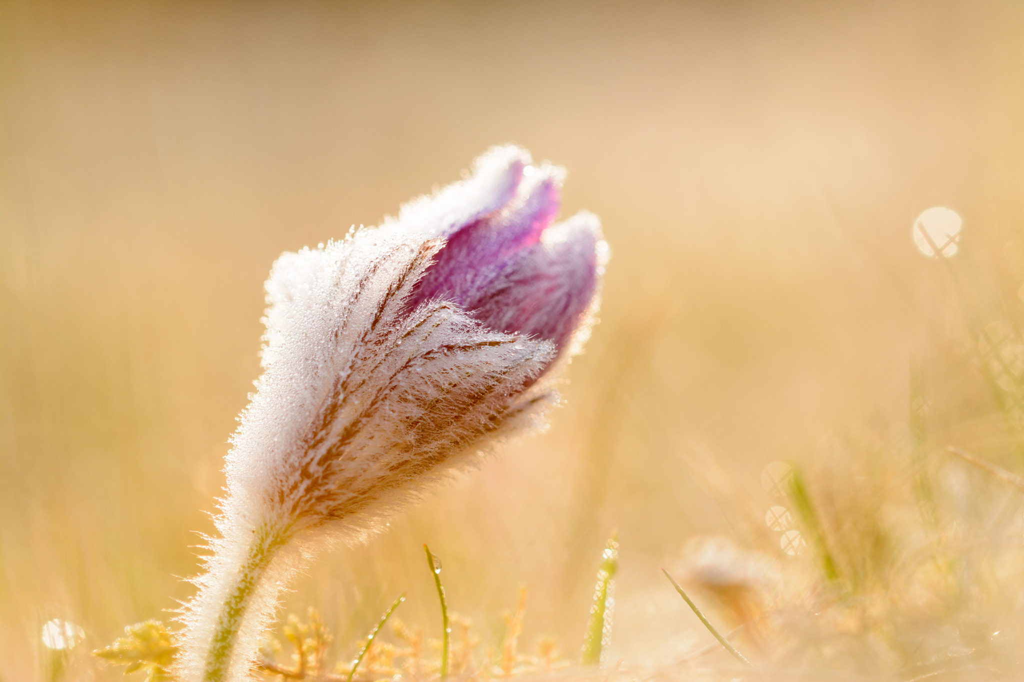 Sigma 105mm F2.8 EX DG OS HSM sample photo. Pulsatilla photography