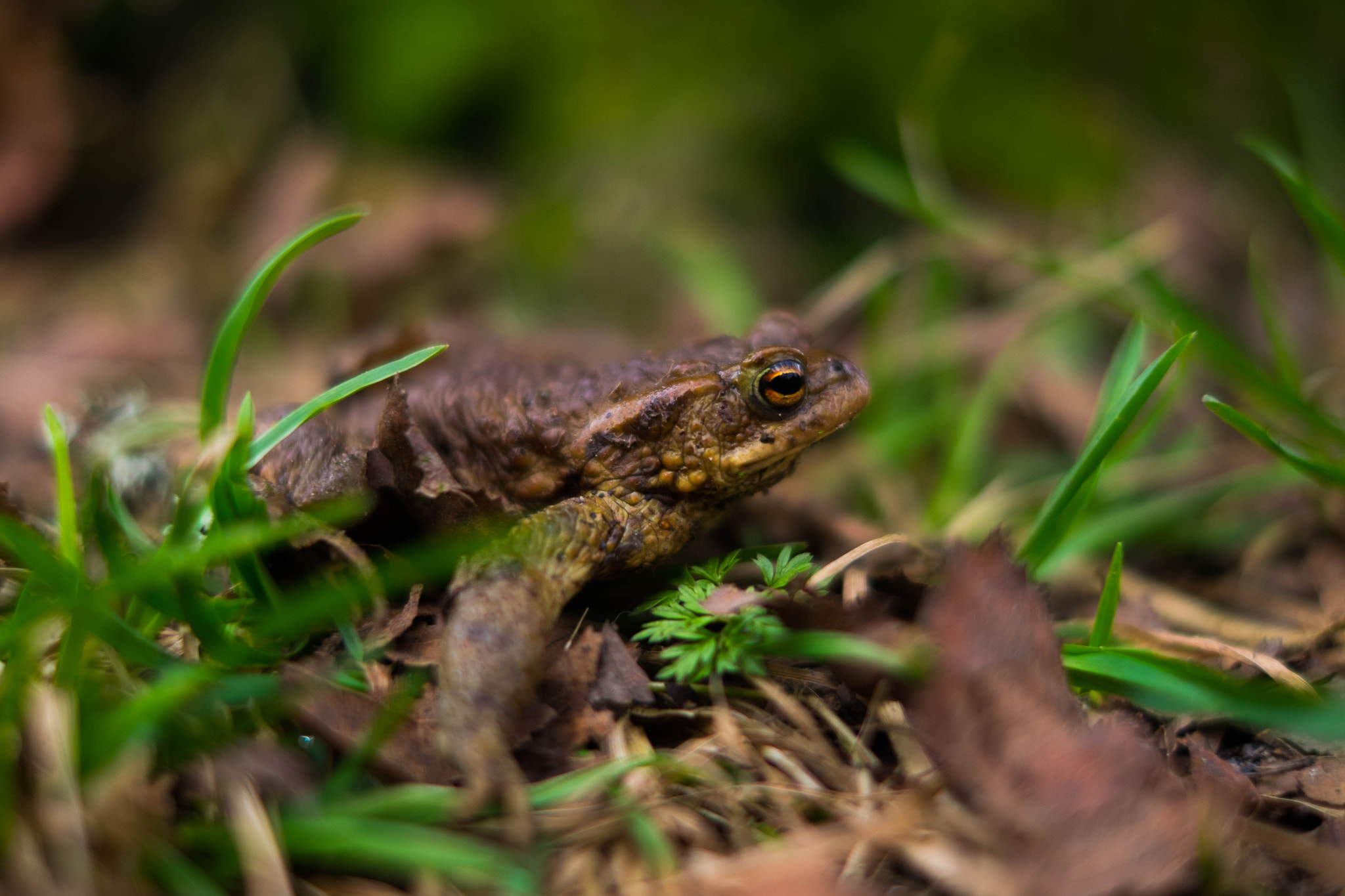 Fujifilm X-T1 + Fujifilm XF 35mm F1.4 R sample photo. Bush frog photography