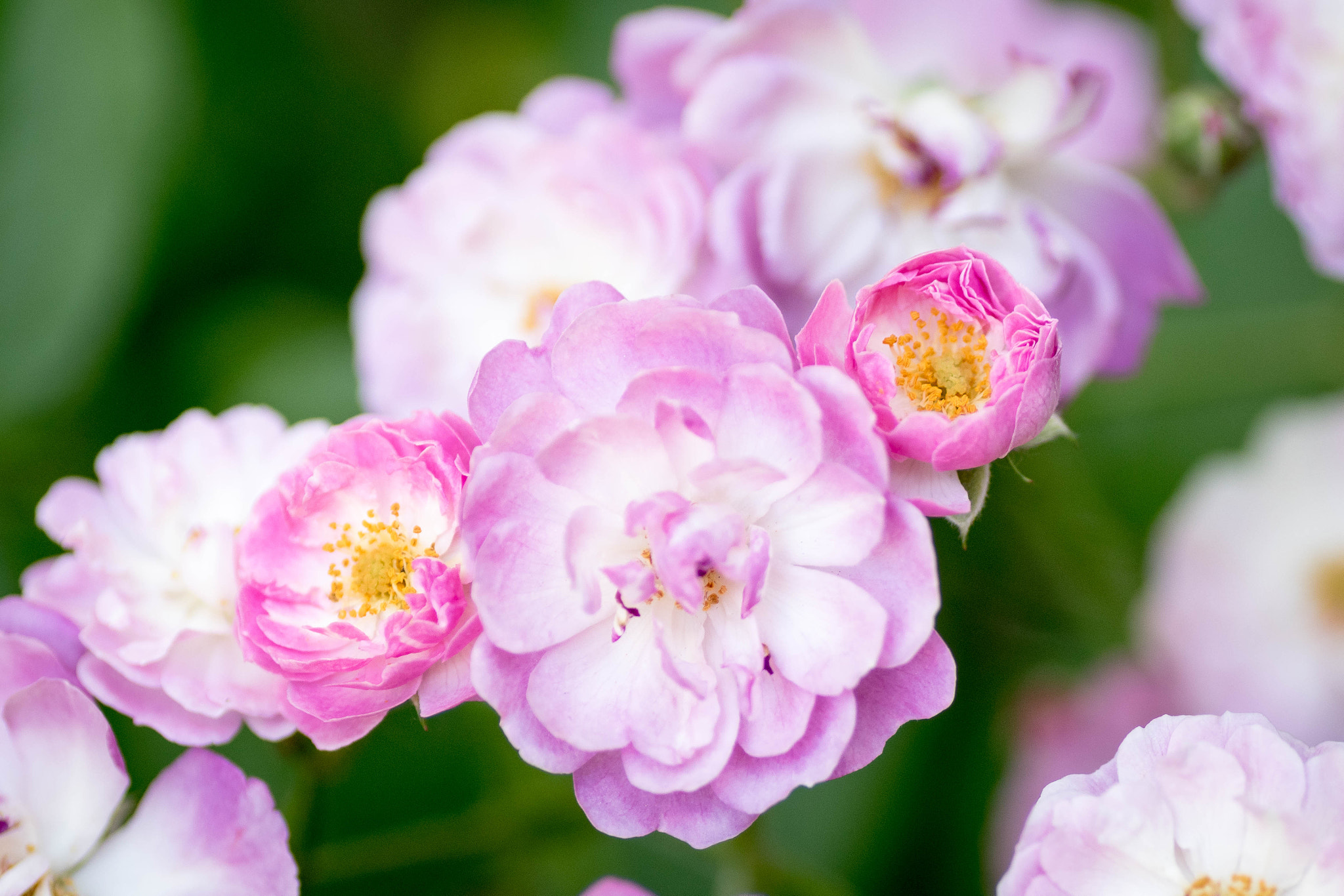 Nikon D5500 sample photo. Roses photography