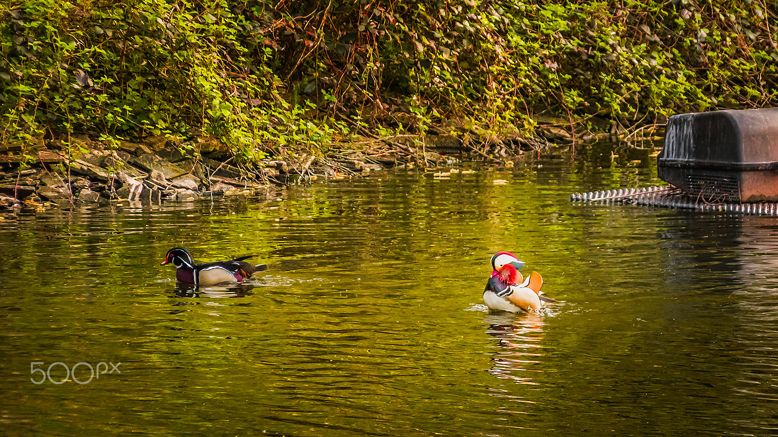 Sigma 28-300mm F3.5-6.3 DG Macro sample photo. Ducks photography