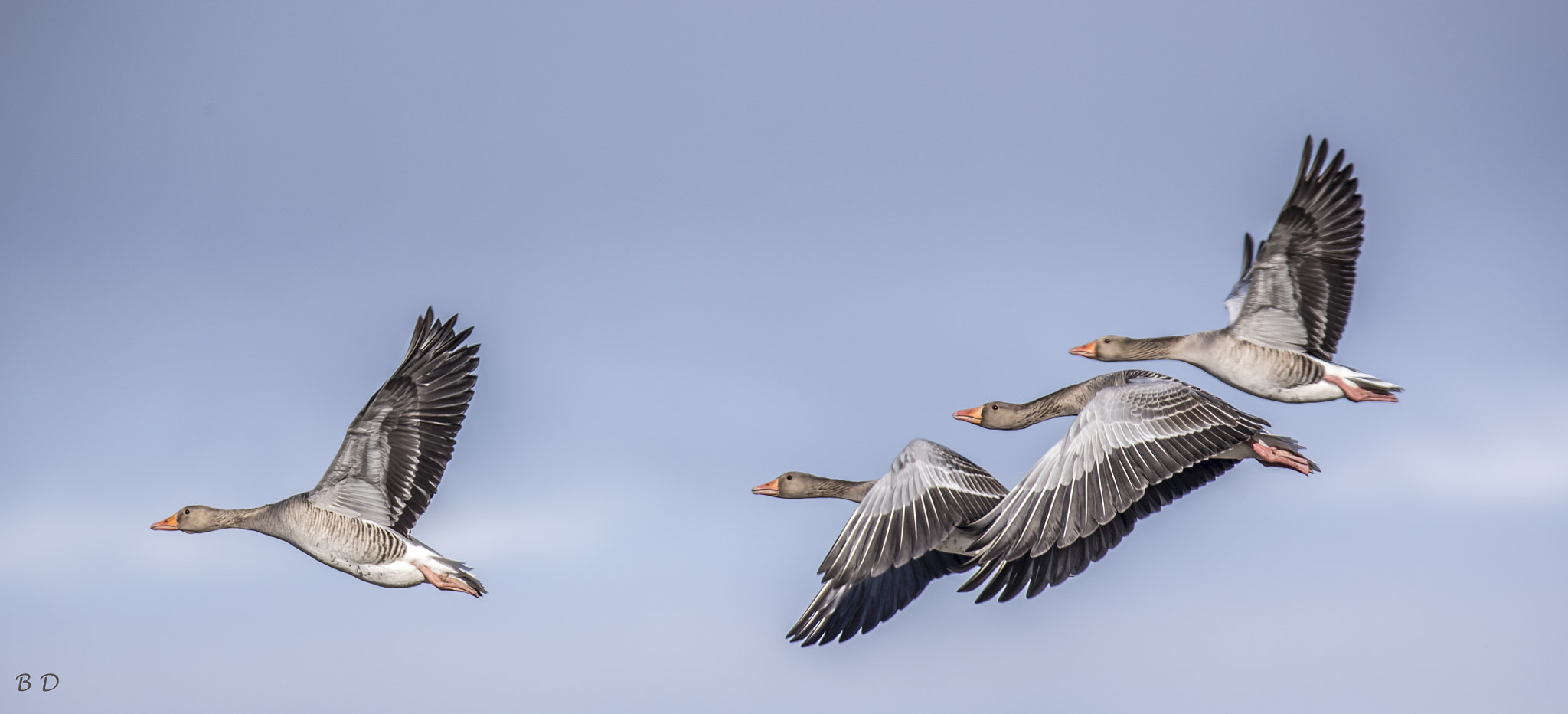 Canon EF 300mm F2.8L IS USM sample photo. Gray gooses photography