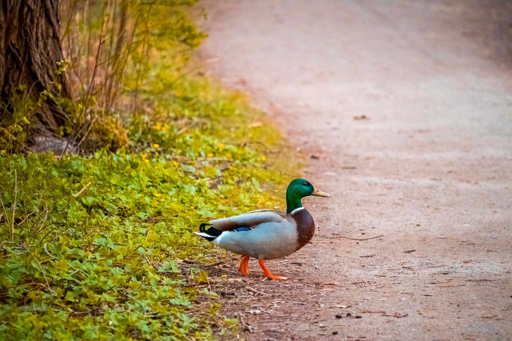 Canon EF-S 55-250mm F4-5.6 IS STM sample photo. Img photography