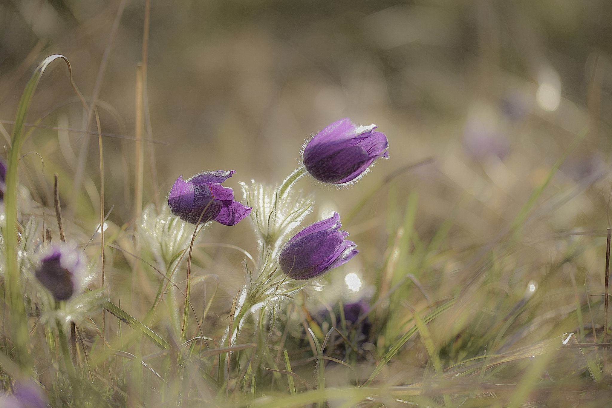 Sigma 105mm F2.8 EX DG OS HSM sample photo. L photography
