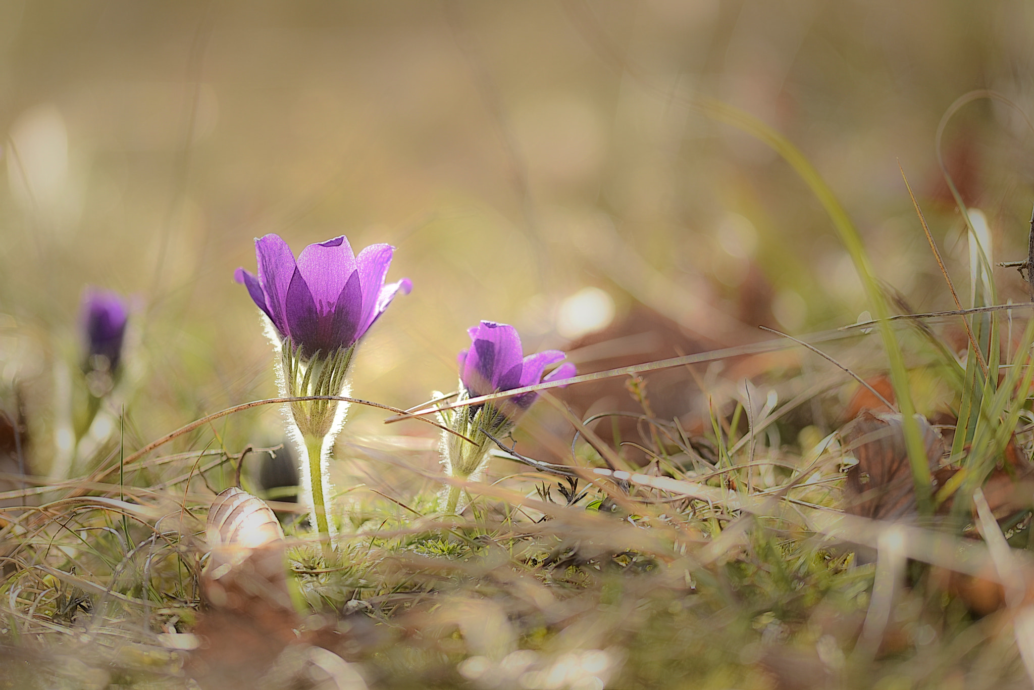 Sigma 105mm F2.8 EX DG OS HSM sample photo. L photography