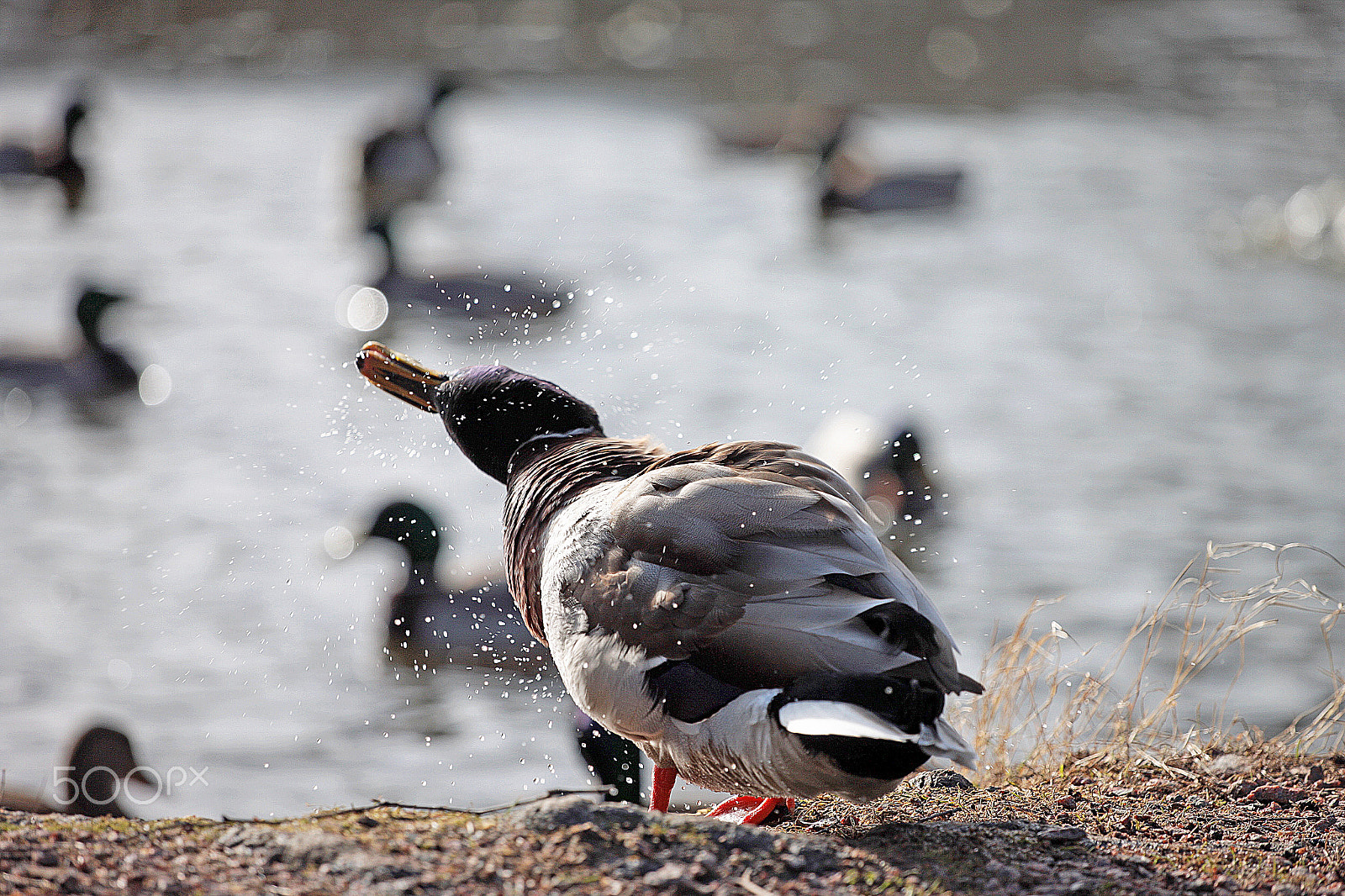 Canon EOS-1Ds Mark III sample photo. Zk photography