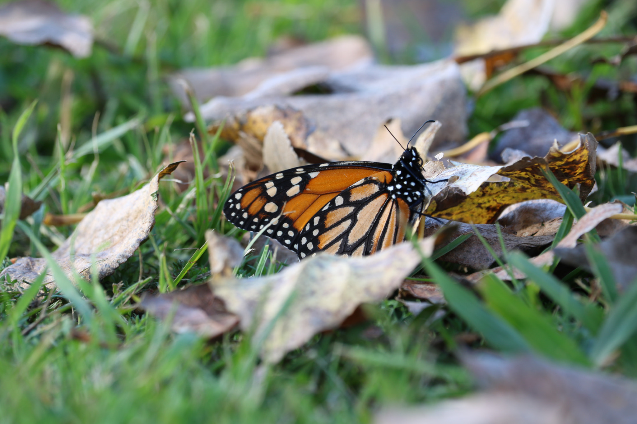 Canon EF-S 55-250mm F4-5.6 IS STM sample photo. Butterfly photography