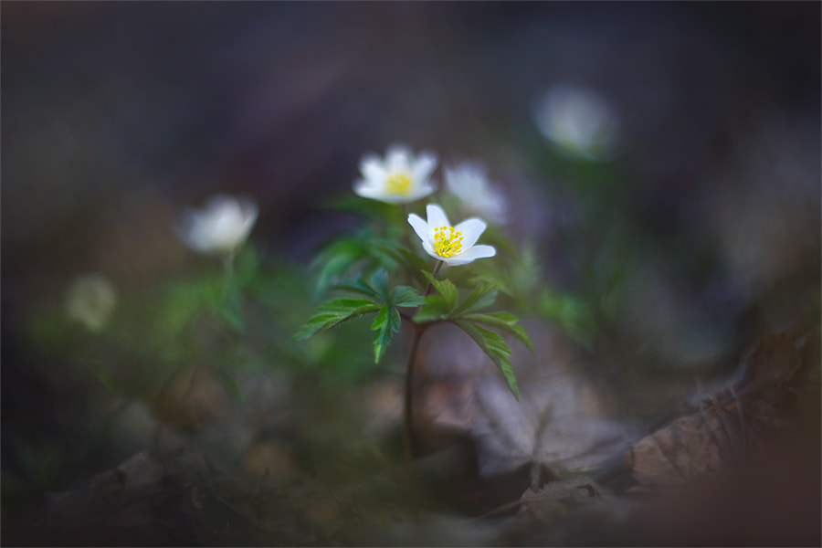 Canon EF 35-80mm f/4-5.6 sample photo. *** photography