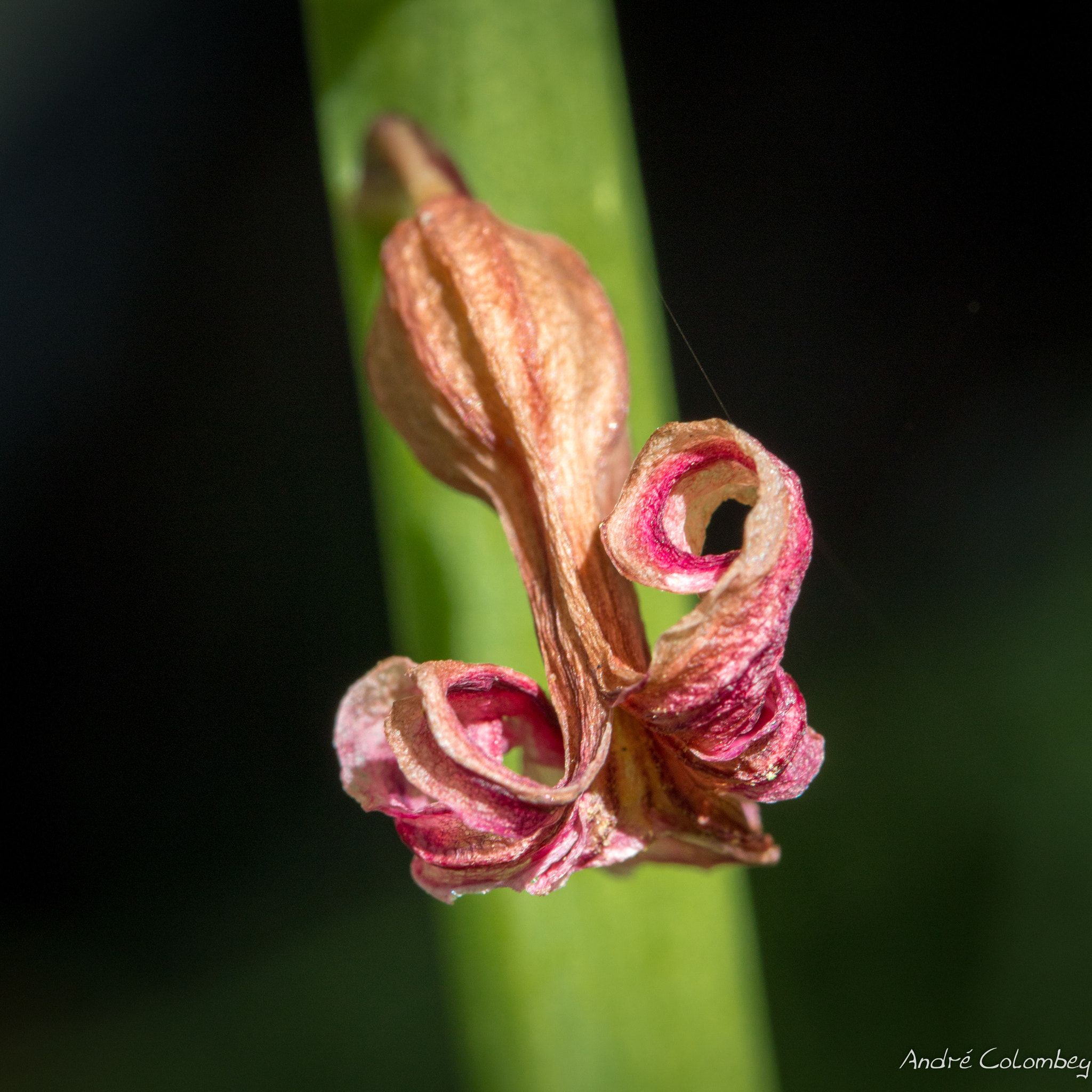 Canon EF-S 60mm F2.8 Macro USM sample photo. Trump photography