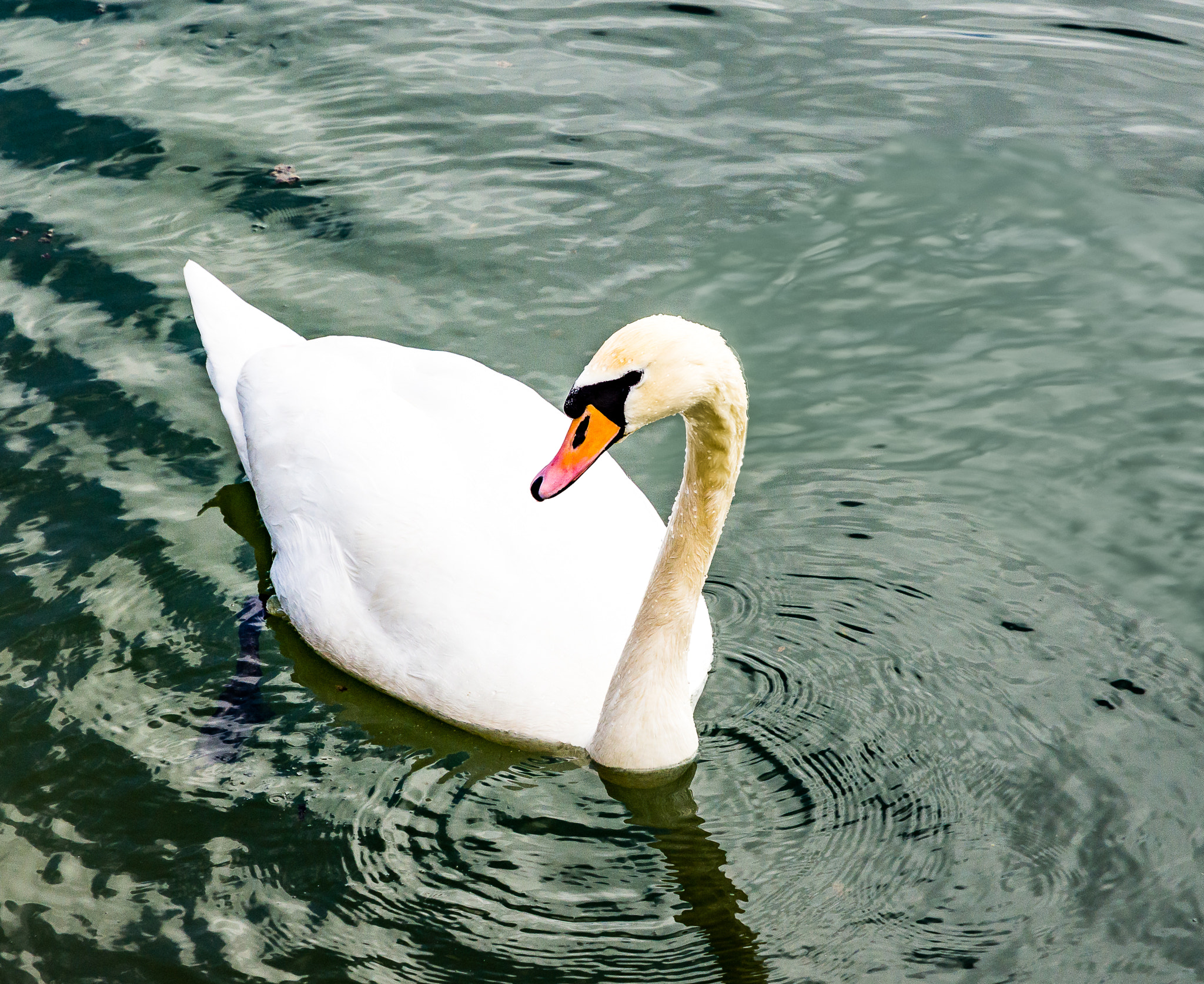Nikon D7200 sample photo. Buckinghamshire swan photography