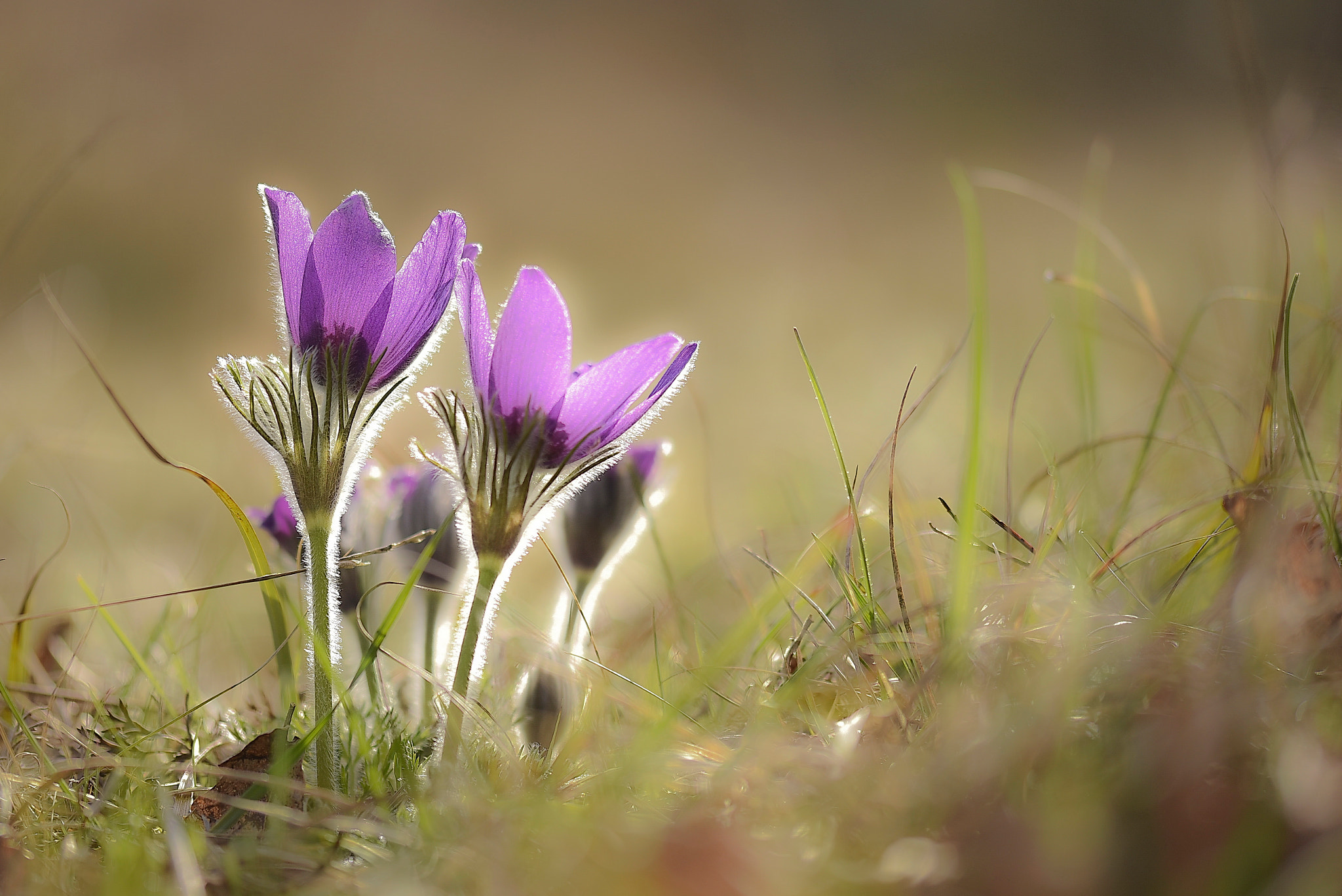 Sigma 105mm F2.8 EX DG OS HSM sample photo. L photography
