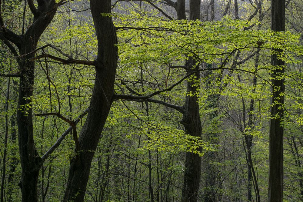 Nikon D3300 sample photo. Forest photography