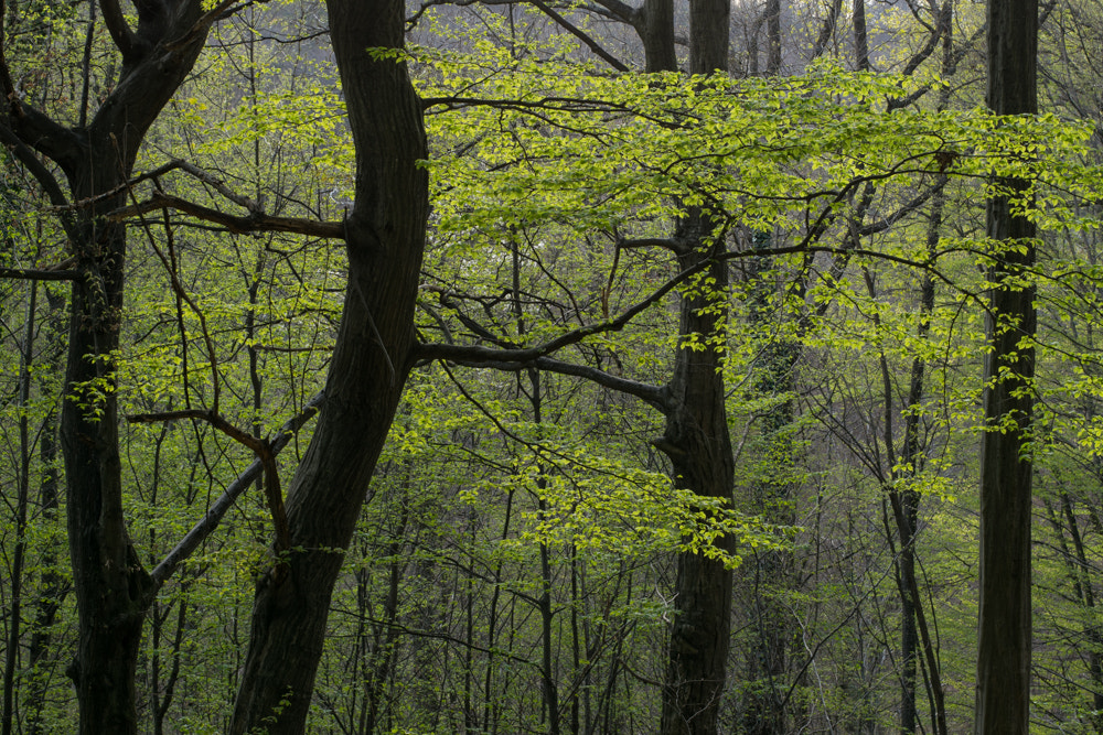 Nikon AF-S Nikkor 50mm F1.8G sample photo. Forest photography