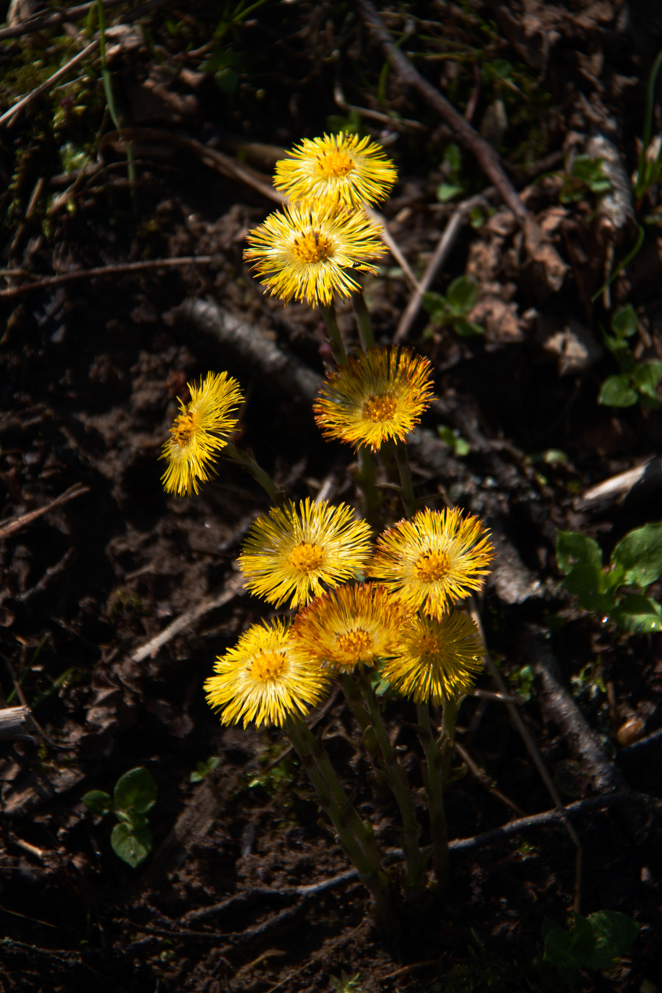Canon EF-S 18-200mm F3.5-5.6 IS sample photo. Coltsfoot photography
