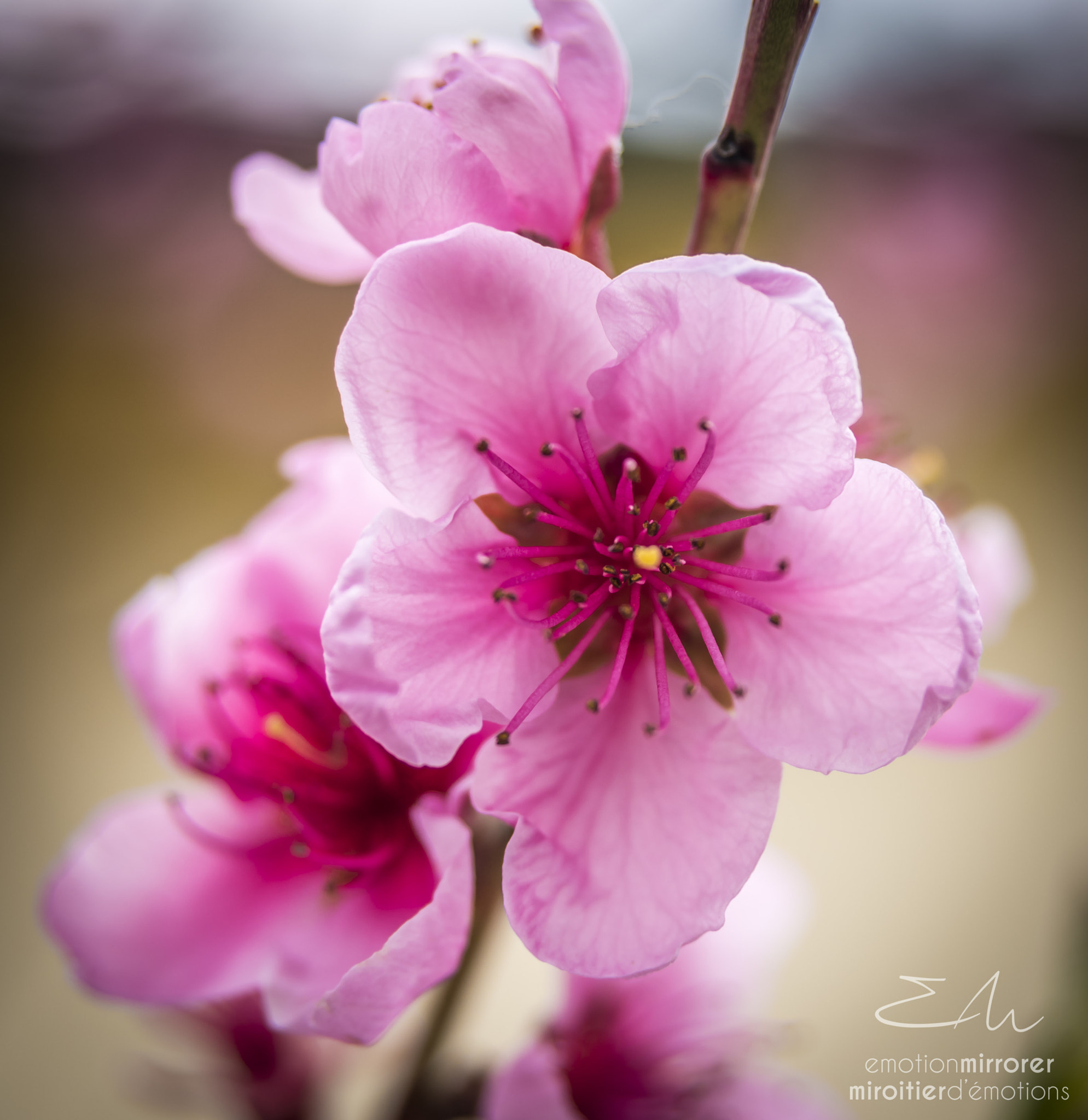 Nikon D750 sample photo. Macro 1 - pink photography