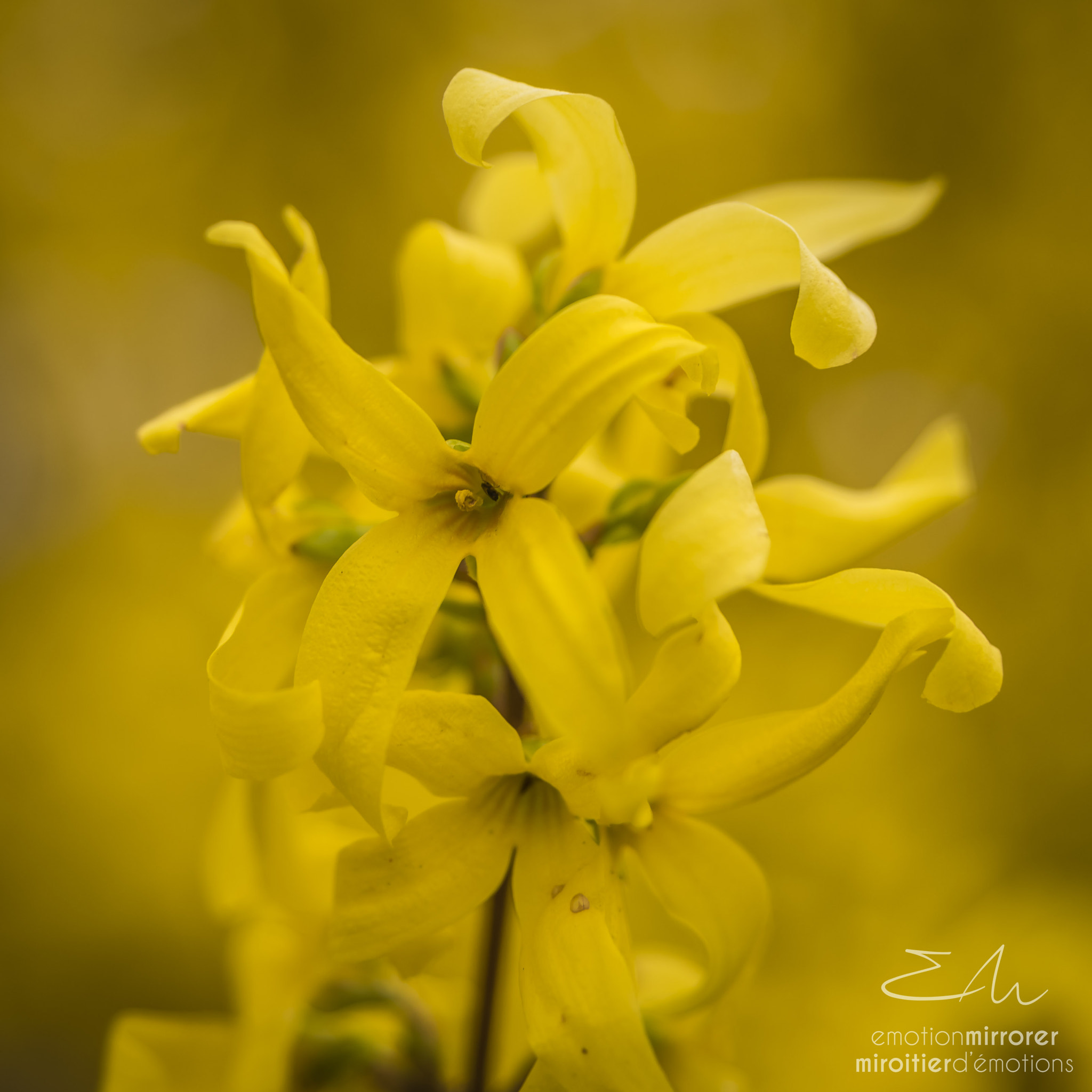 Nikon D750 sample photo. Macro 2 - yellow photography