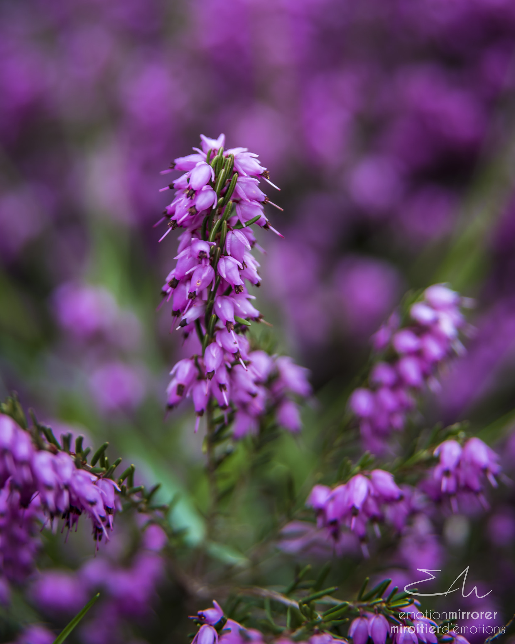 Nikon AF Nikkor 24-85mm F2.8-4D IF sample photo. Macro 3 - purple photography