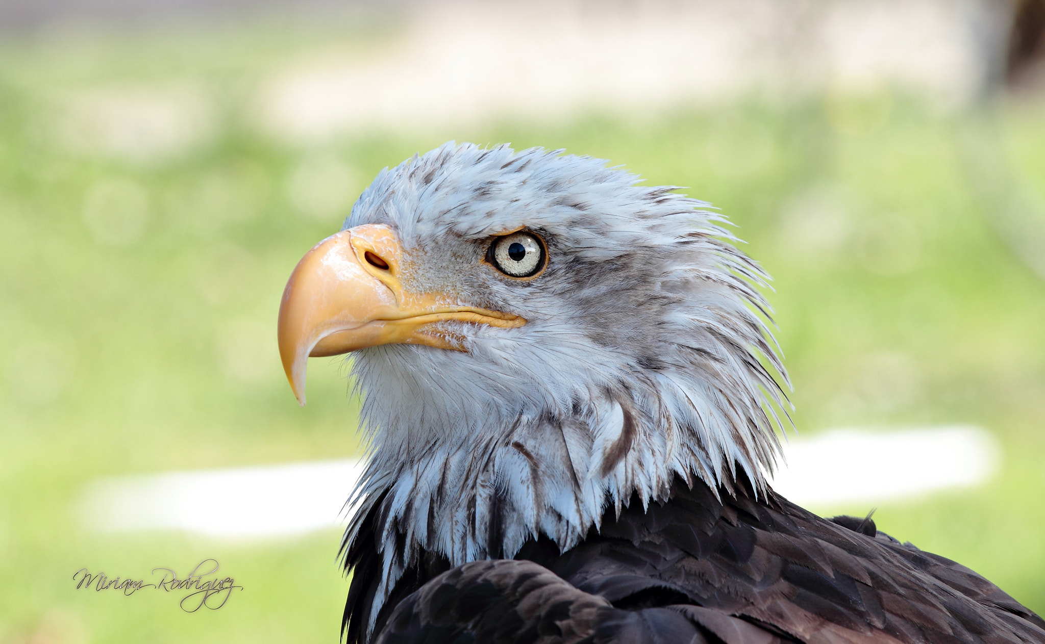 Canon EF 70-200mm F2.8L IS II USM sample photo. Observing photography