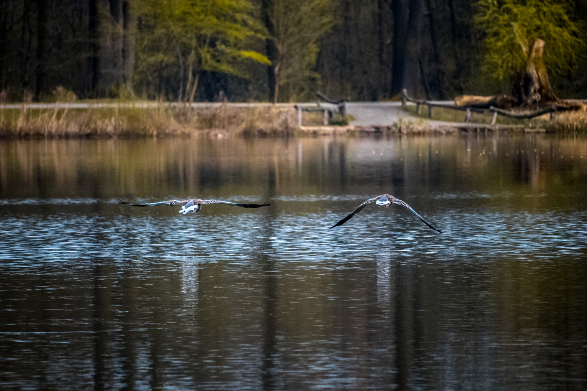 Canon EF-S 55-250mm F4-5.6 IS STM sample photo. Img photography