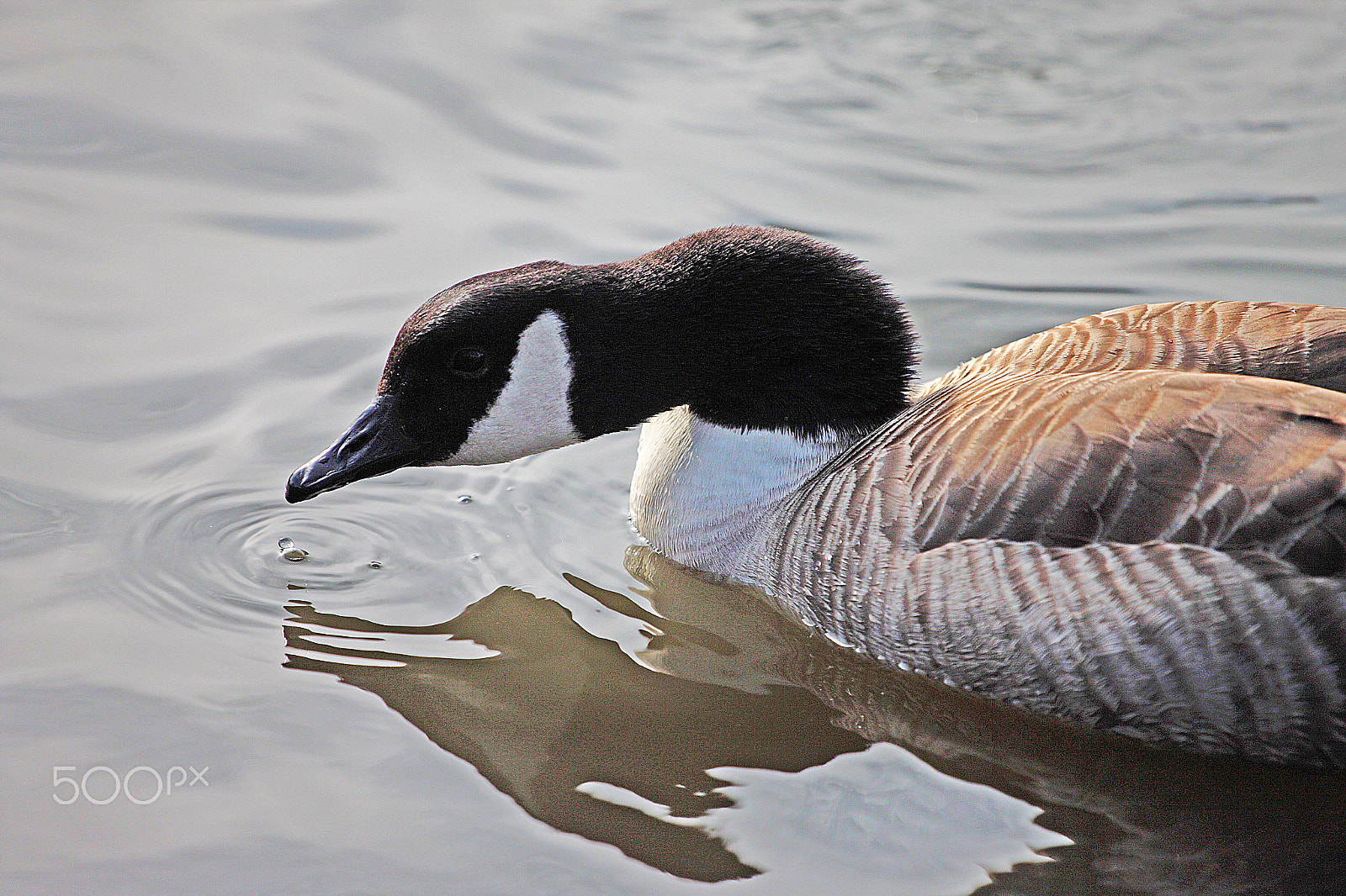 Canon EOS-1Ds Mark III sample photo. Zk photography