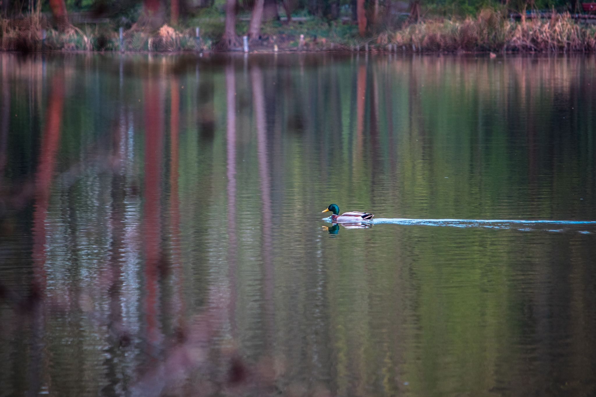 Canon EF-S 55-250mm F4-5.6 IS STM sample photo. Img photography