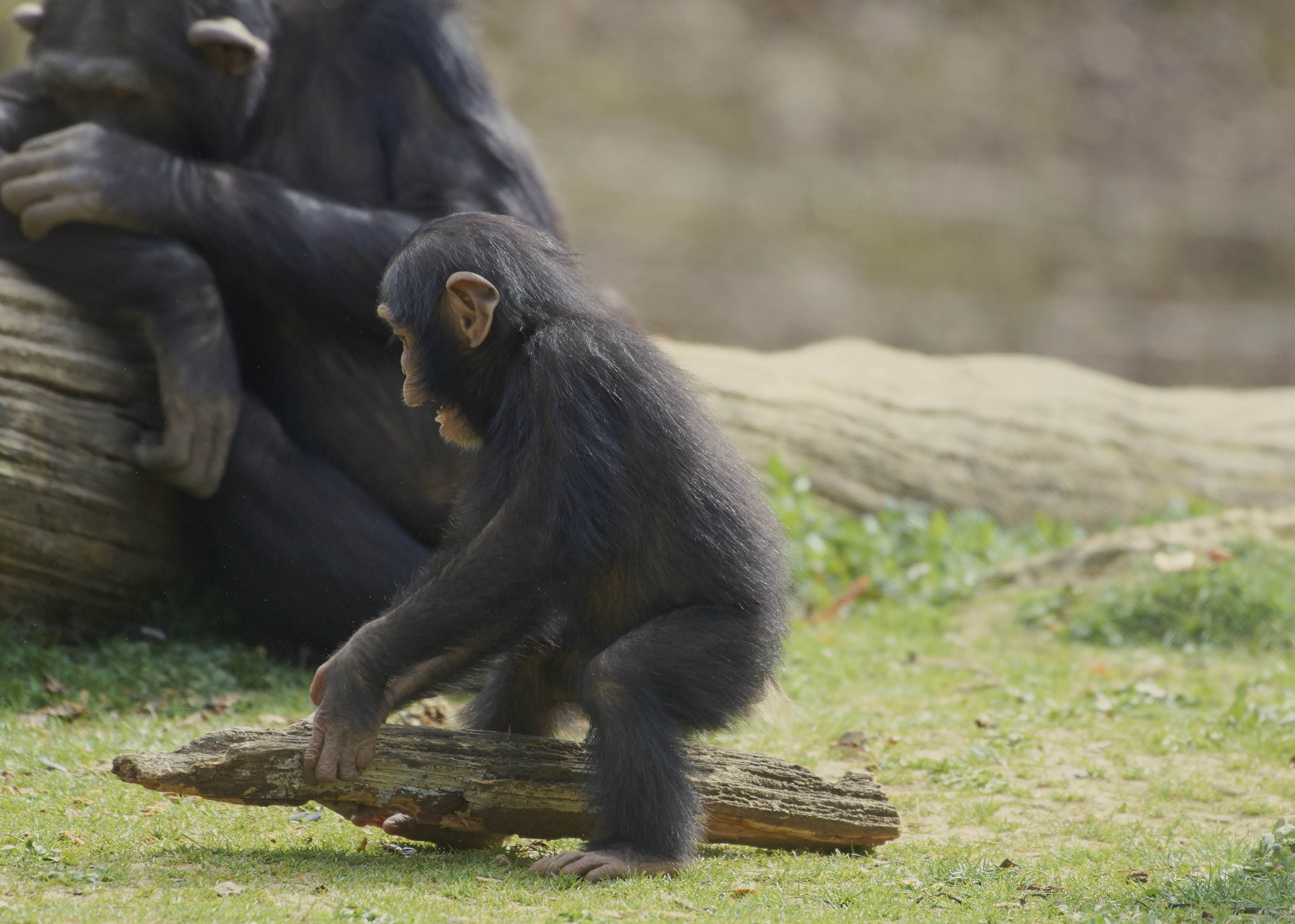 Nikon AF-S Nikkor 200-500mm F5.6E ED VR sample photo. Monkey quidditch photography