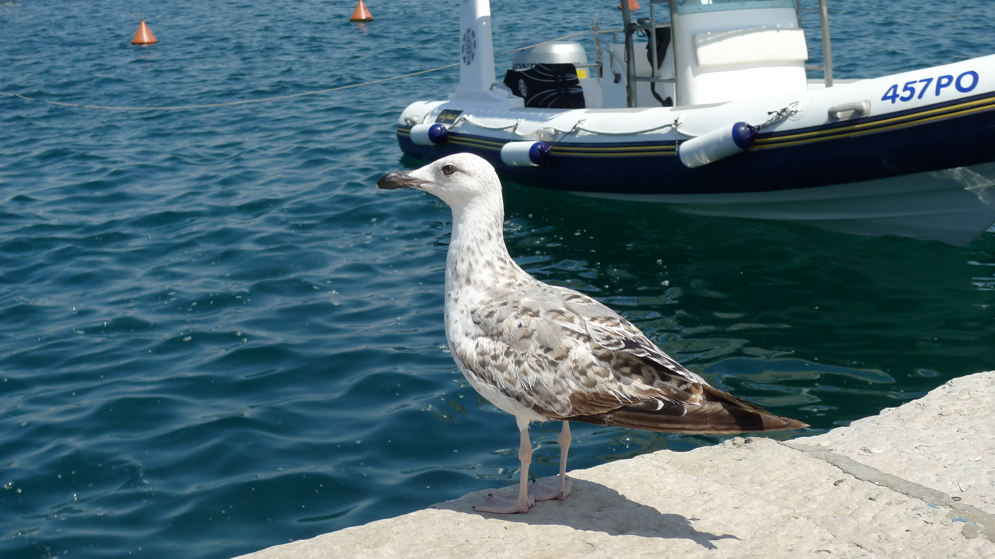 Leica D-LUX 4 sample photo. Seagull photography