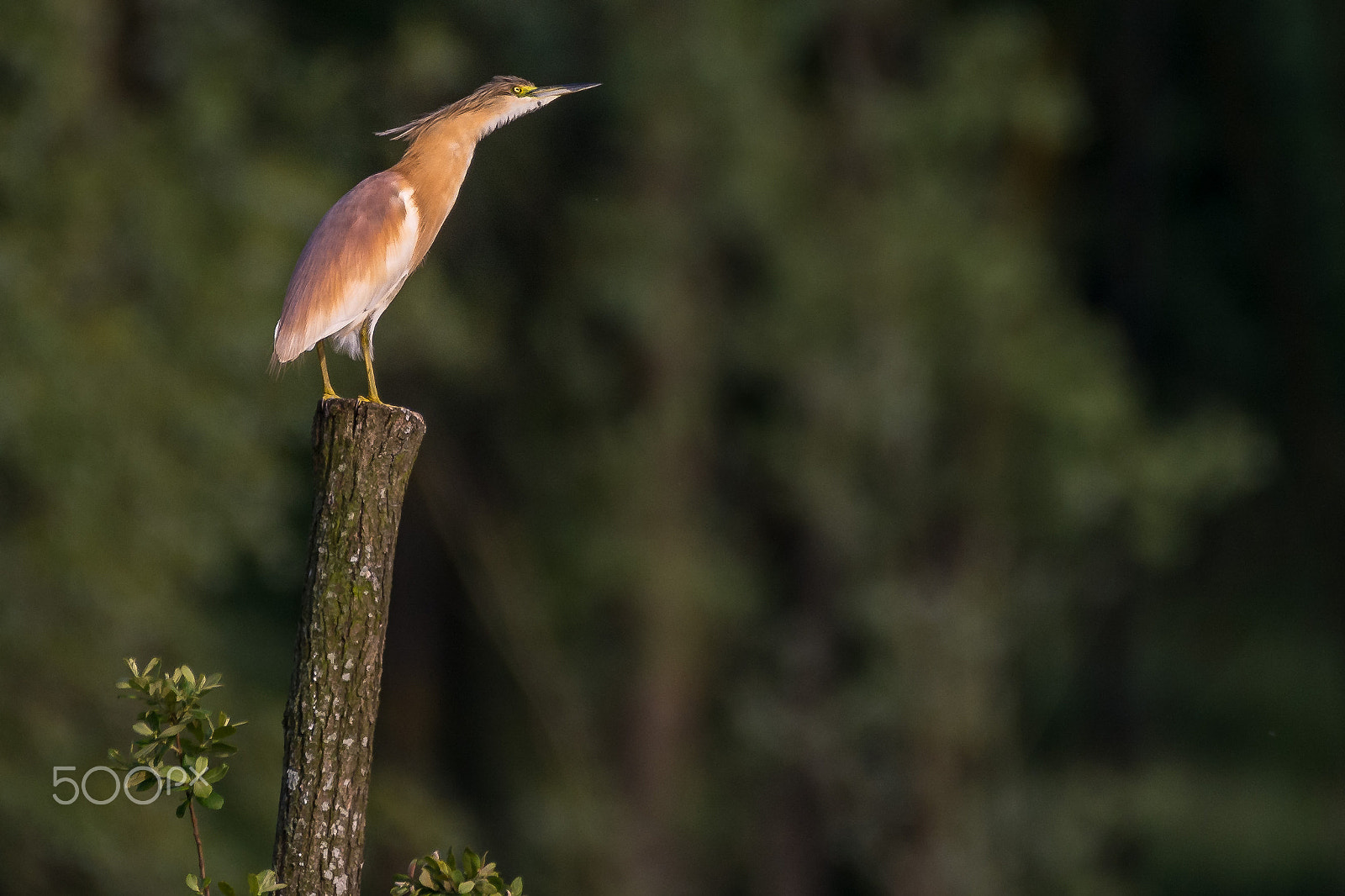Sigma 150-600mm F5-6.3 DG OS HSM | C sample photo. Estanys de sils photography
