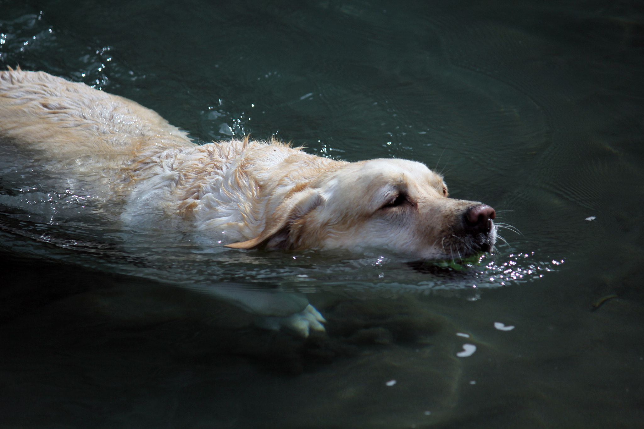 Canon EF-S 55-250mm F4-5.6 IS sample photo. Shark photography