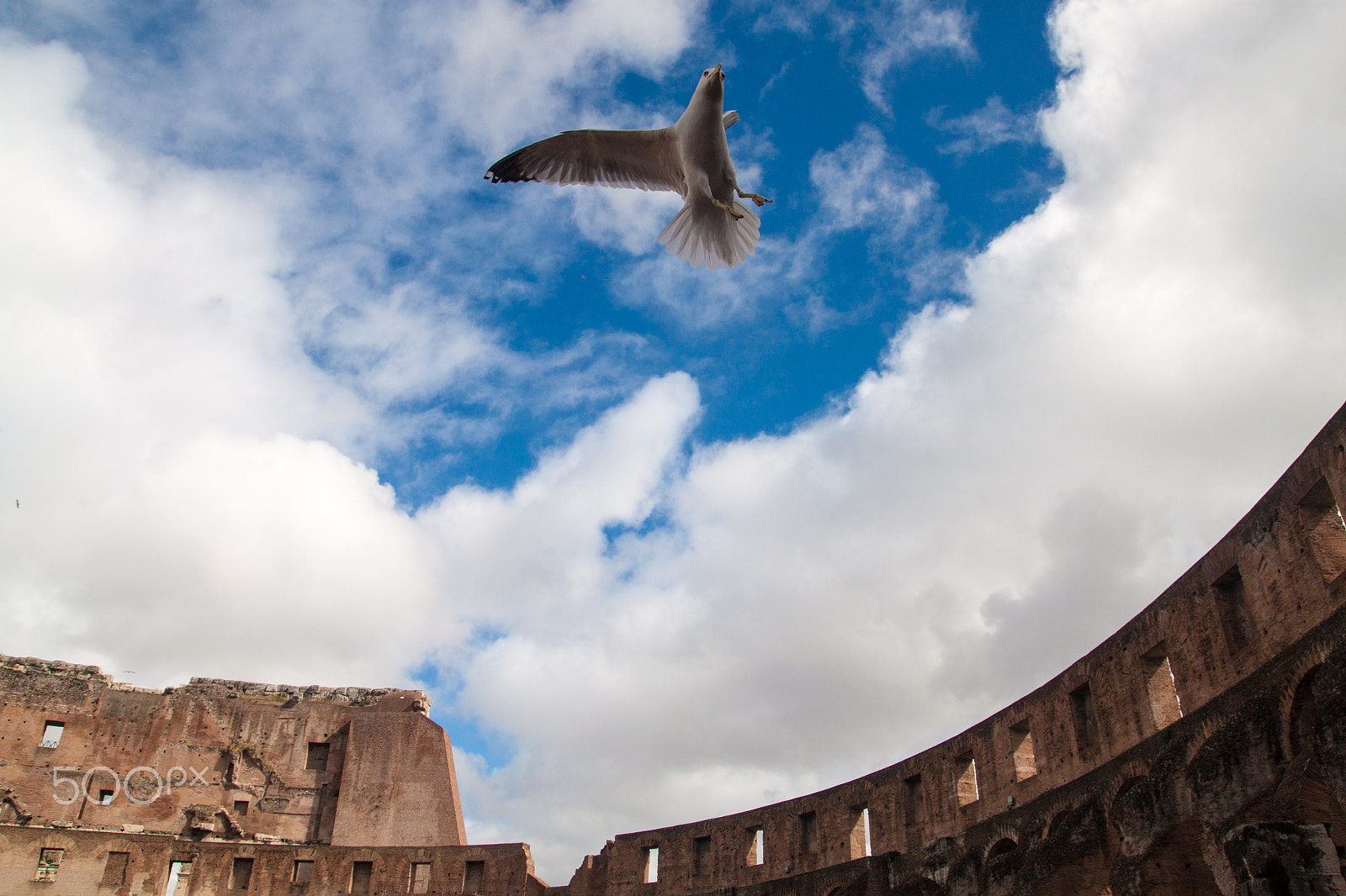 Canon EOS 500D (EOS Rebel T1i / EOS Kiss X3) sample photo. Seagull in colosseum photography