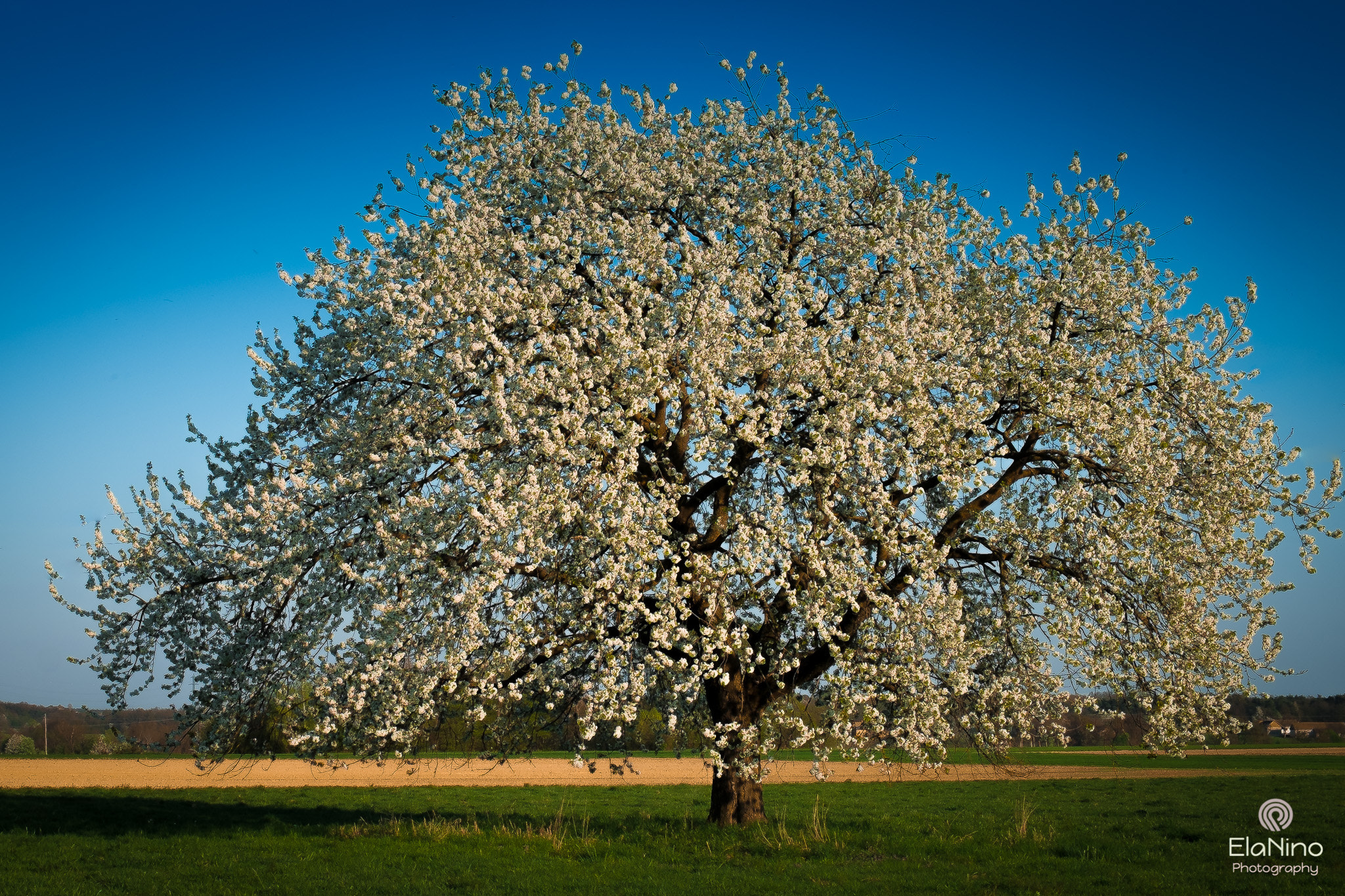 Fujifilm X-Pro1 + Fujifilm XF 18-55mm F2.8-4 R LM OIS sample photo. Old apple tree photography