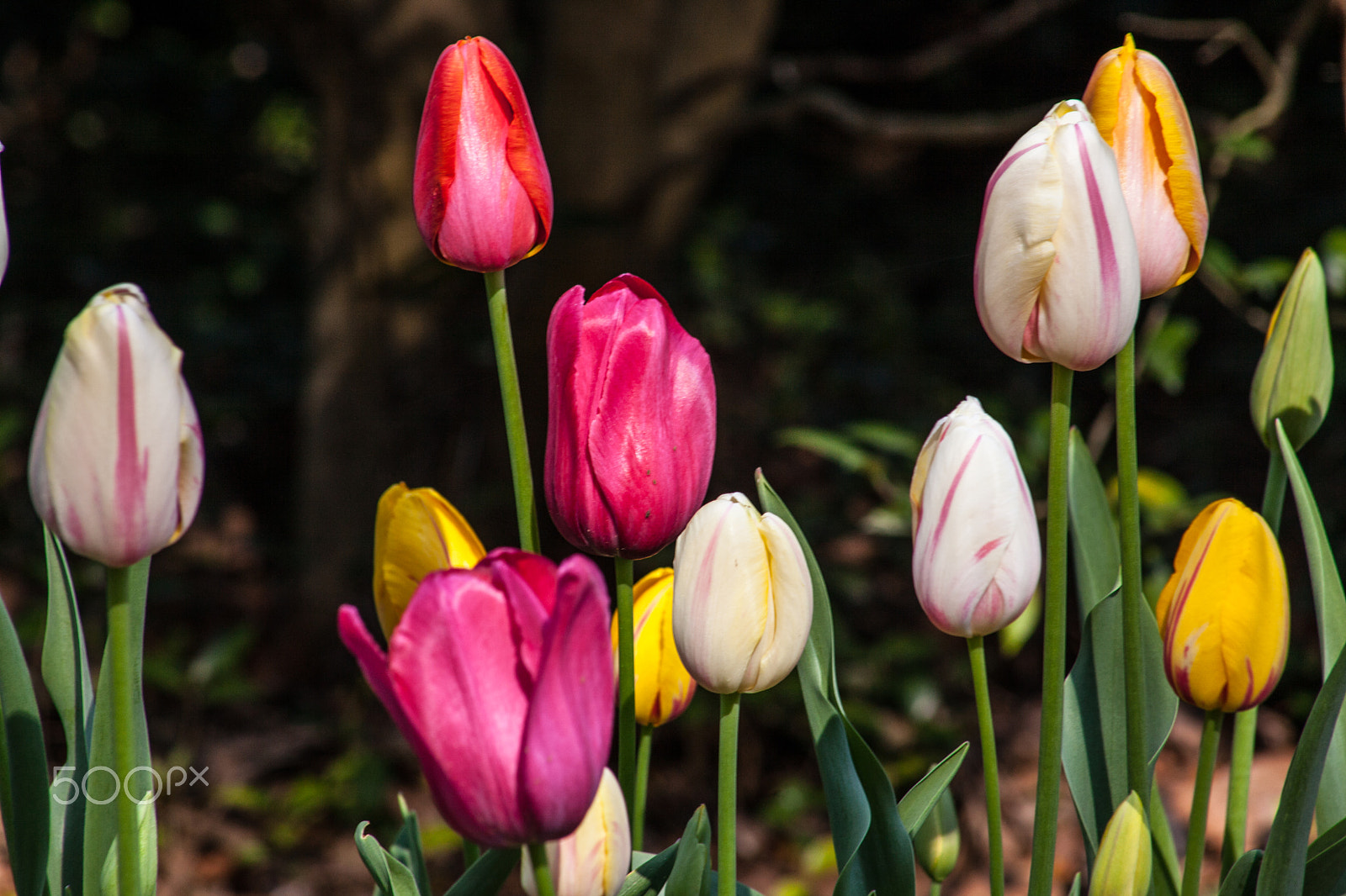 EF75-300mm f/4-5.6 sample photo. Spring flowers 3 photography