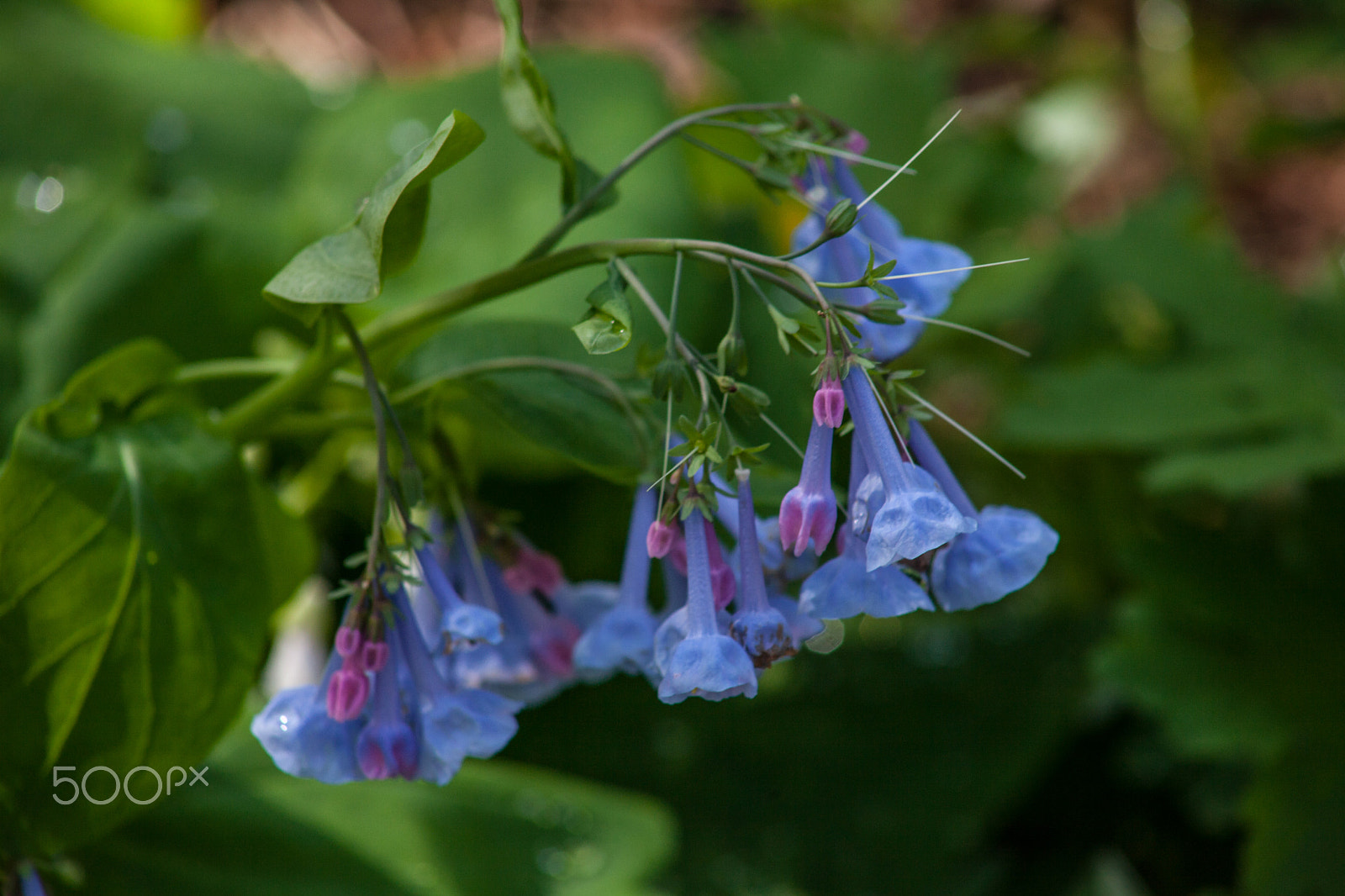 EF75-300mm f/4-5.6 sample photo. Spring flowers 3 photography